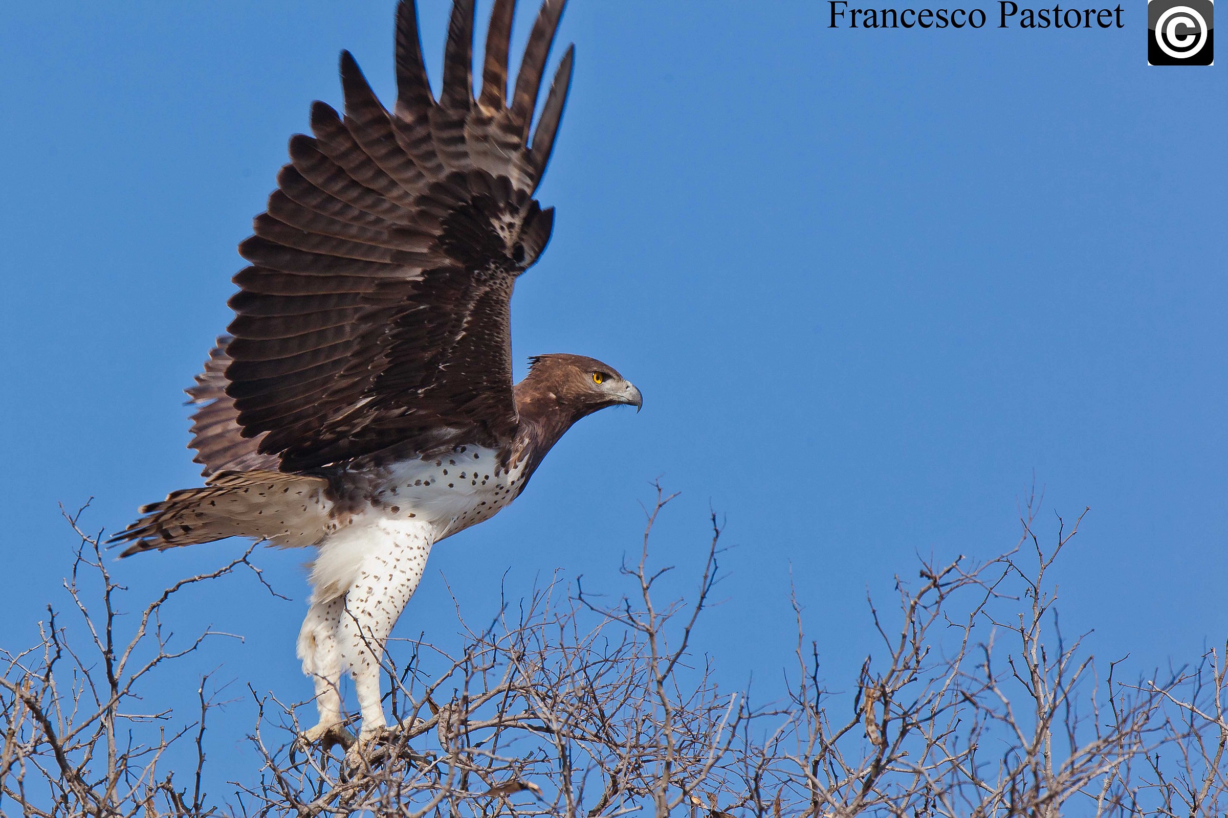 martial eagle