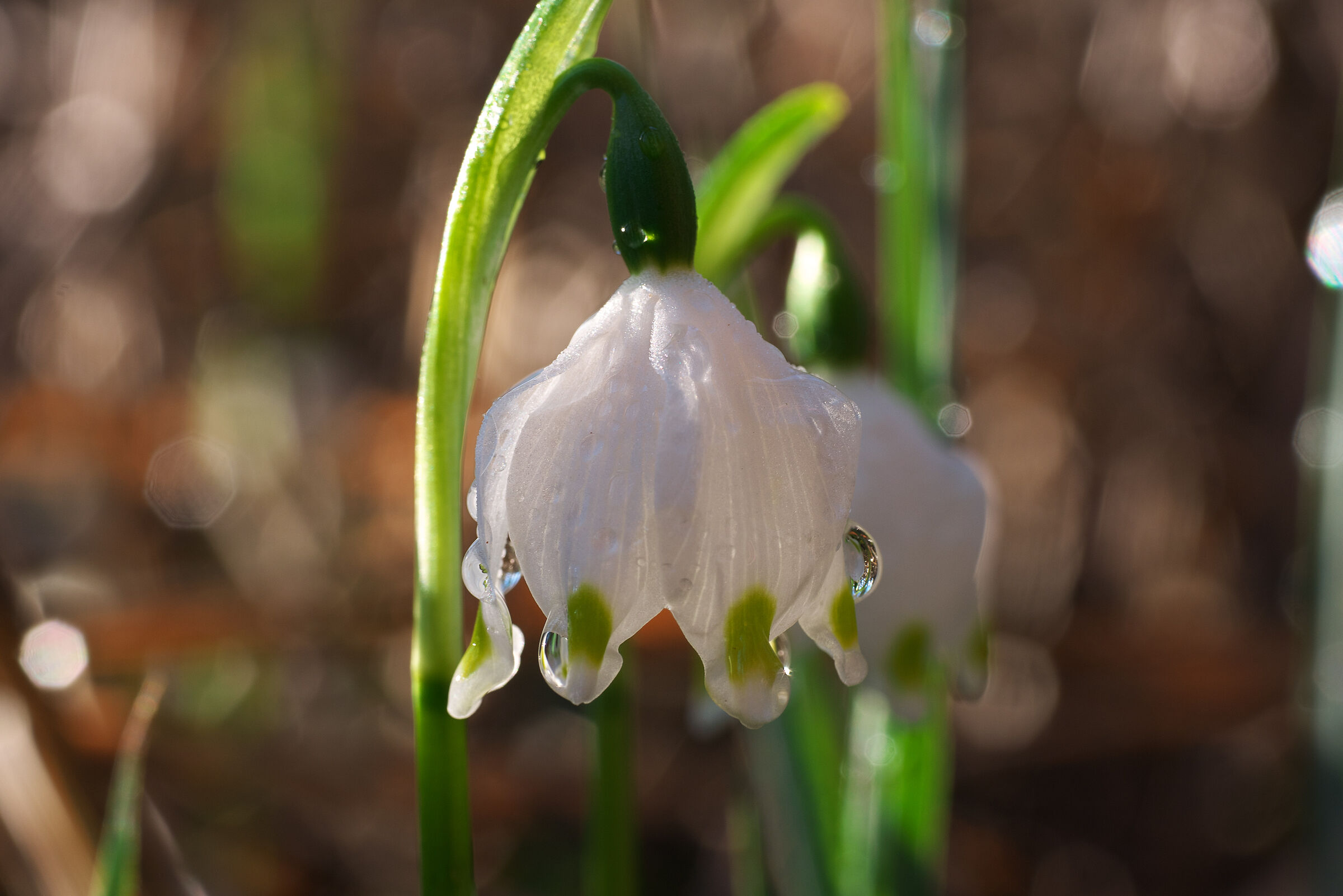 Leucojum vernum