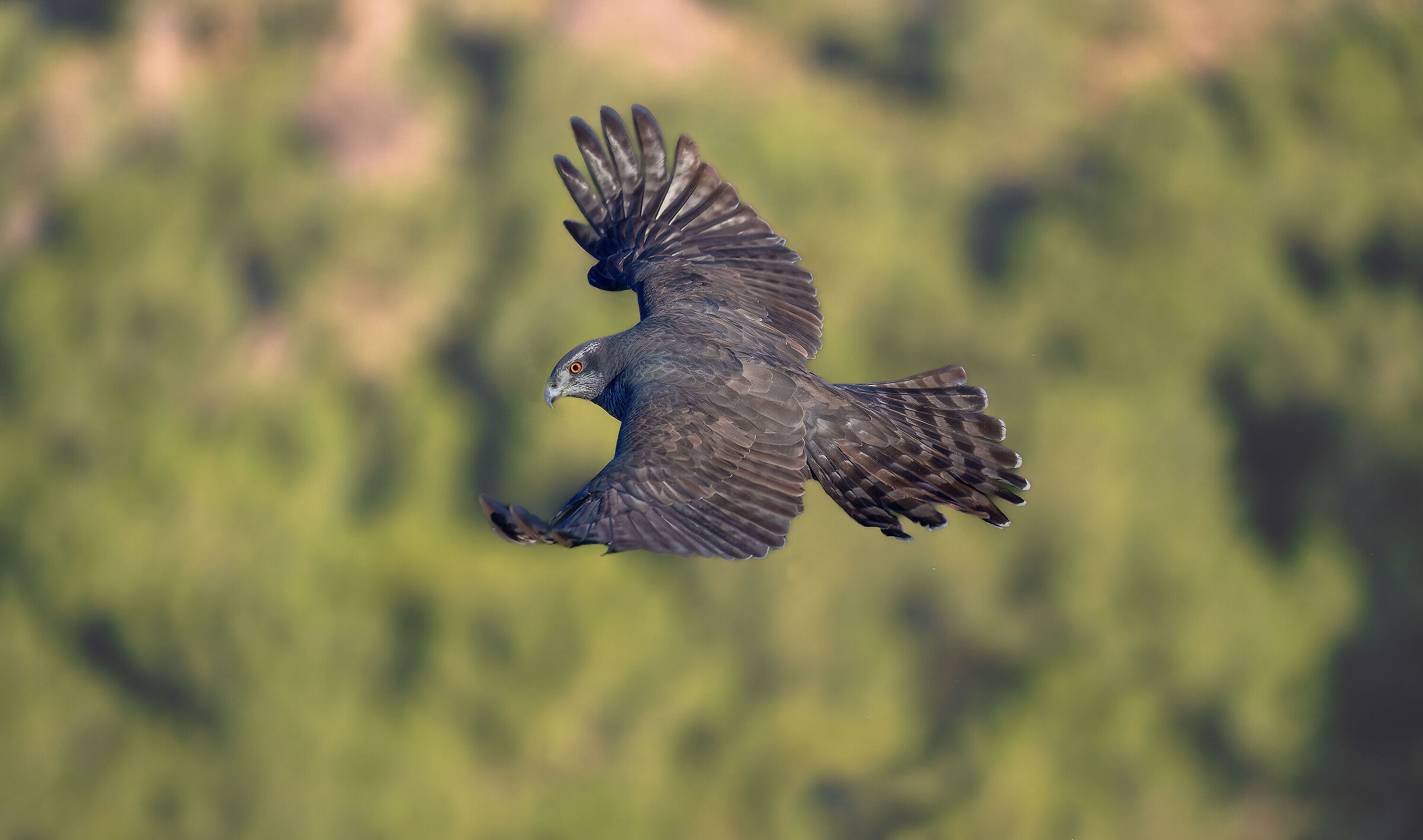 astore in volo