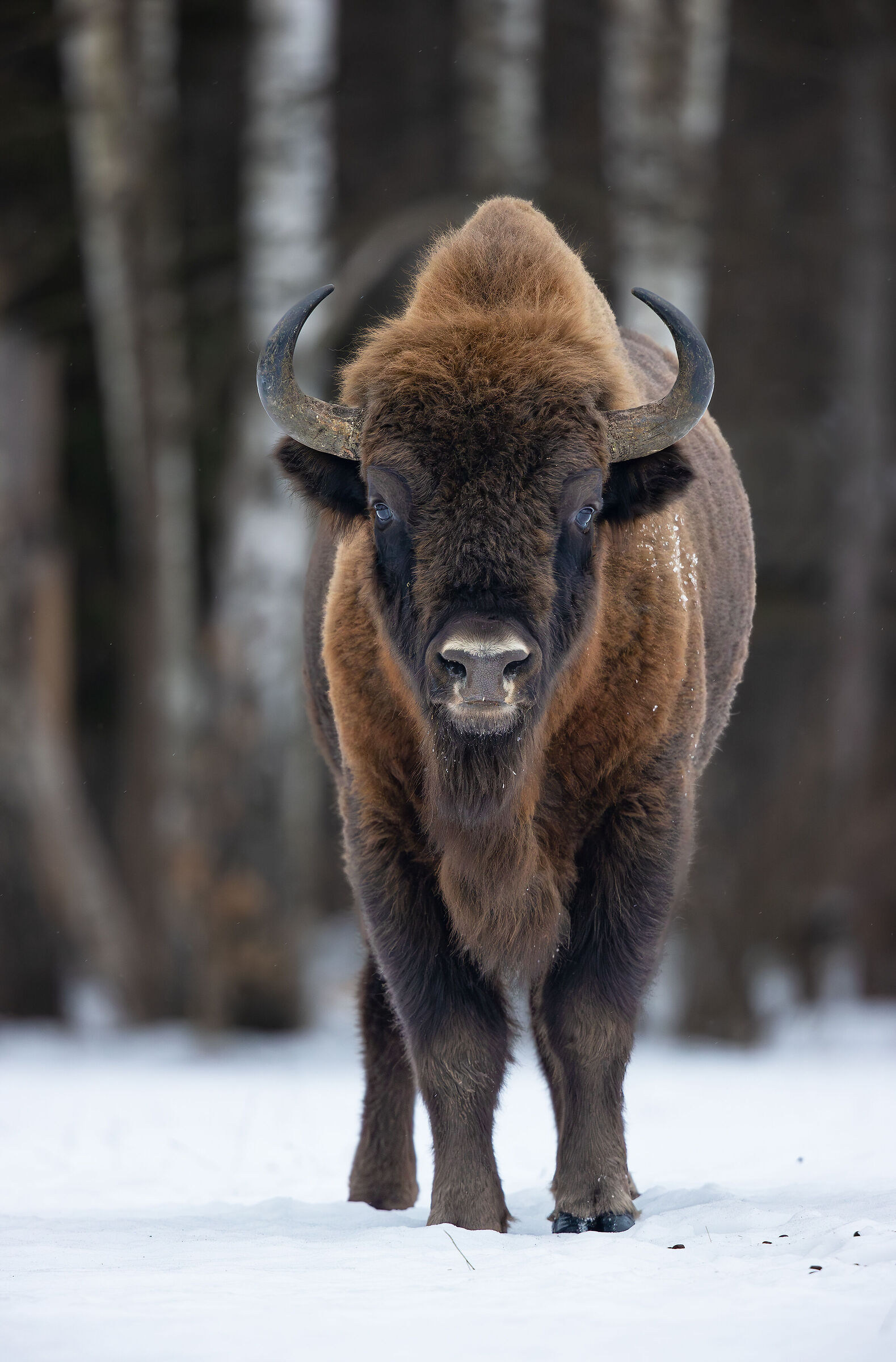 Il signore della foresta...
