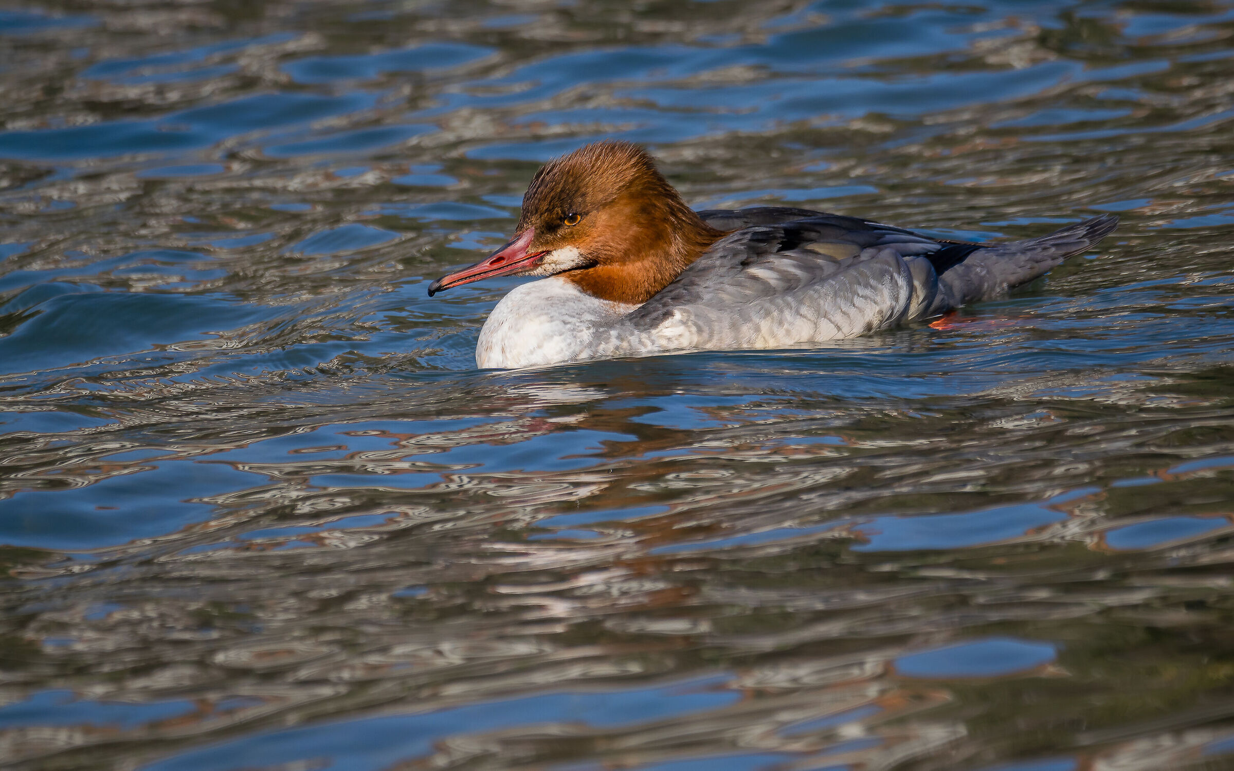 Merganser...