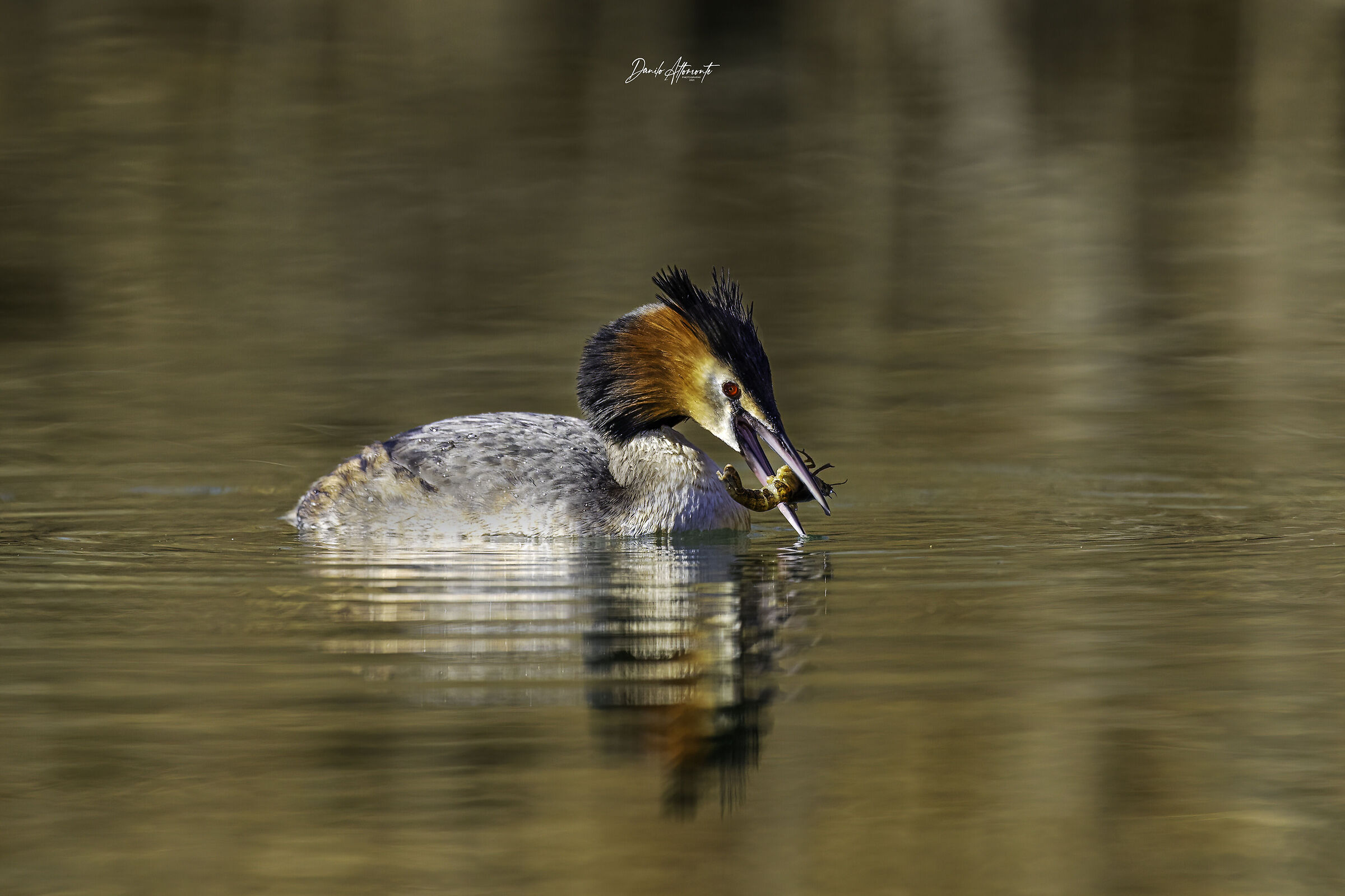 Grebe
