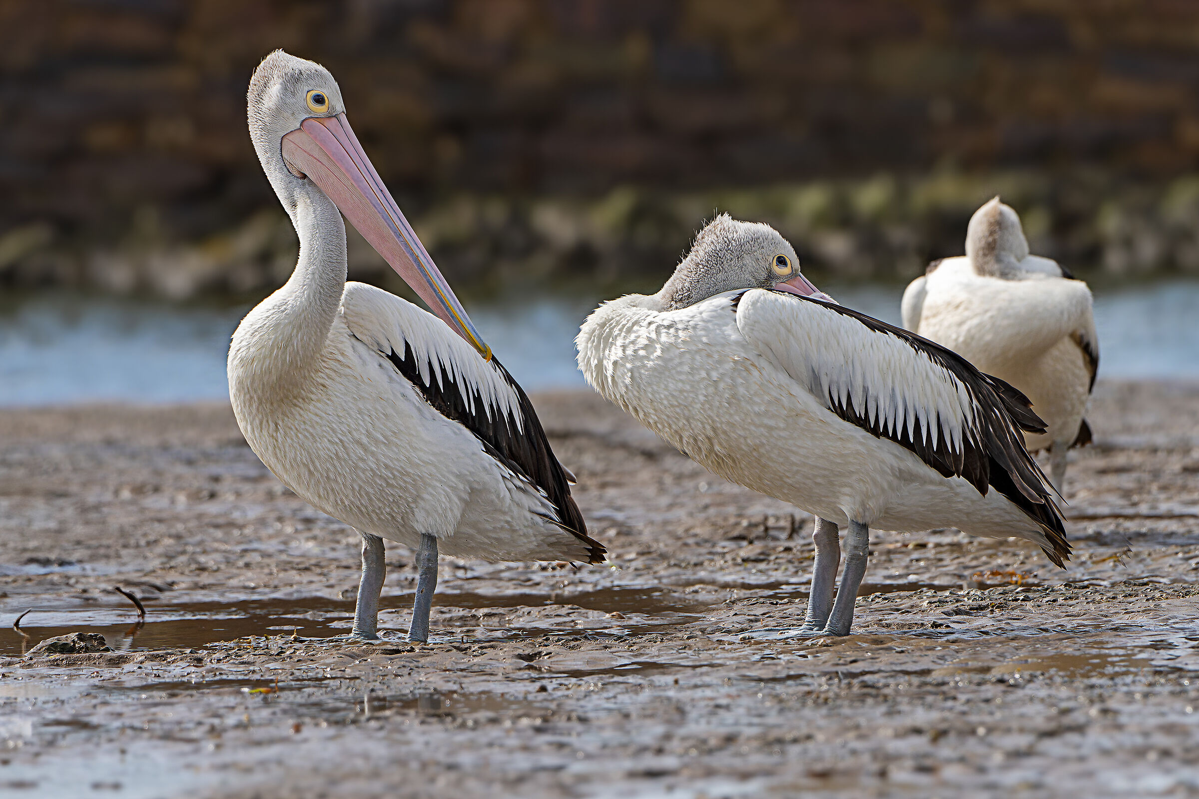 Pellicano australiano