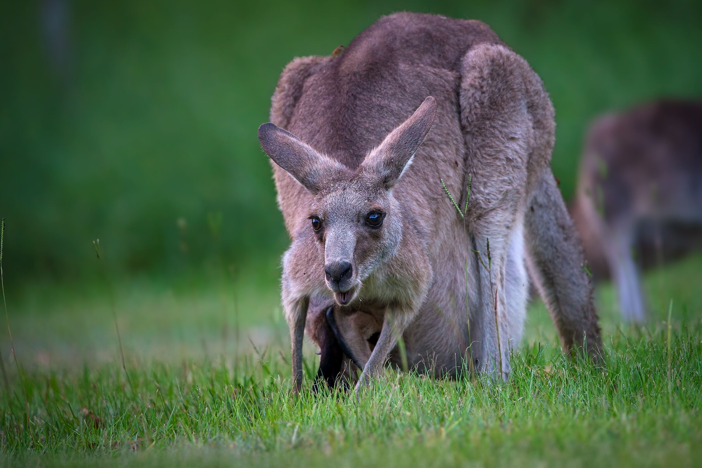 Wallaby di Bennet