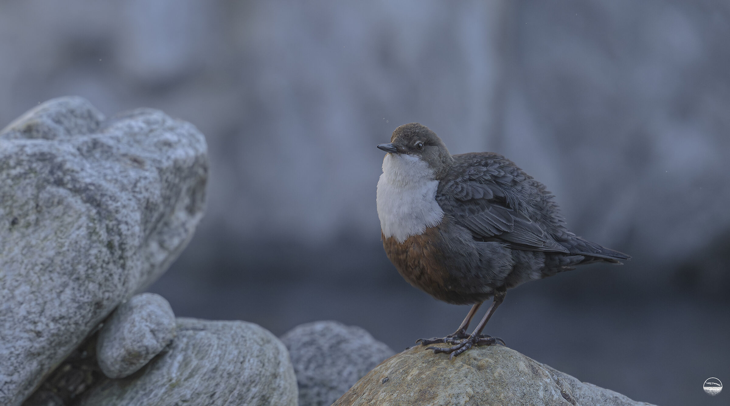 Dipper