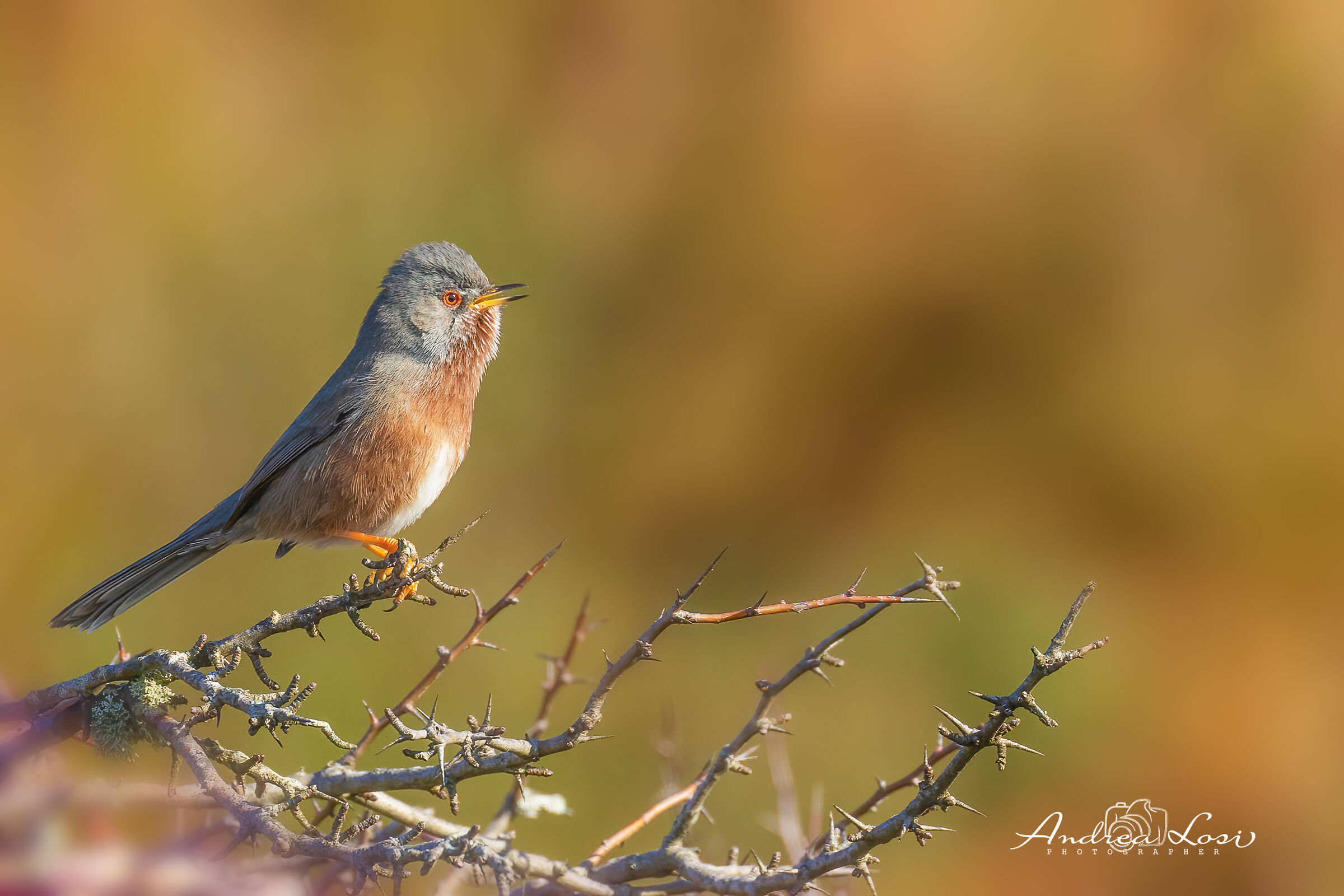 dartford warbler  (sylvia undata - italian: magnanina)