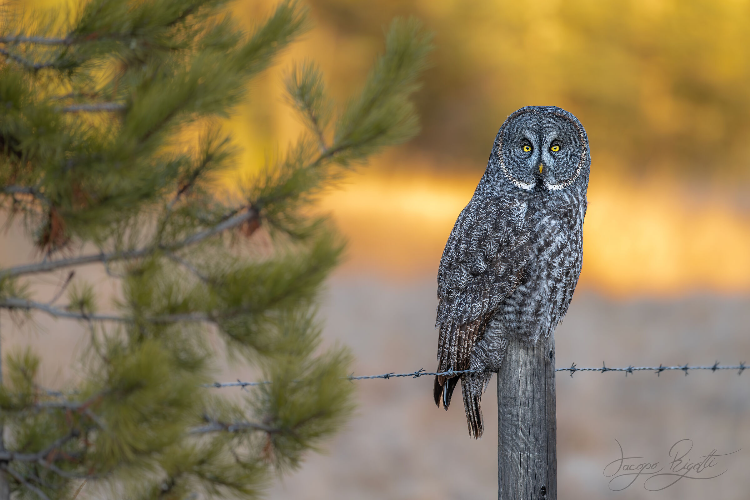 Lapland tawny owl