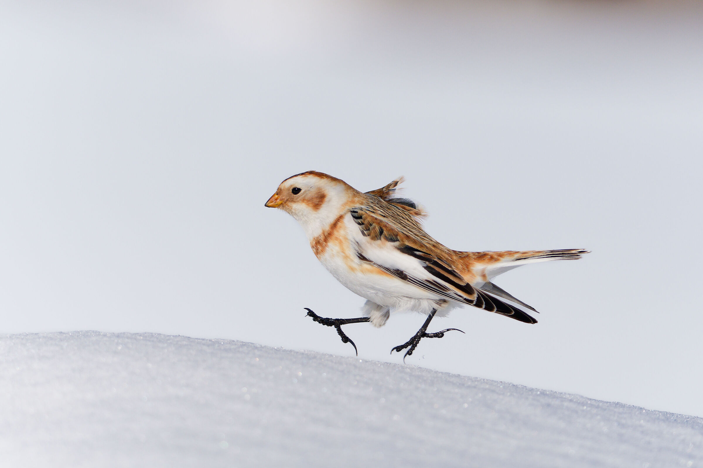 Jump " Snow Bunting "