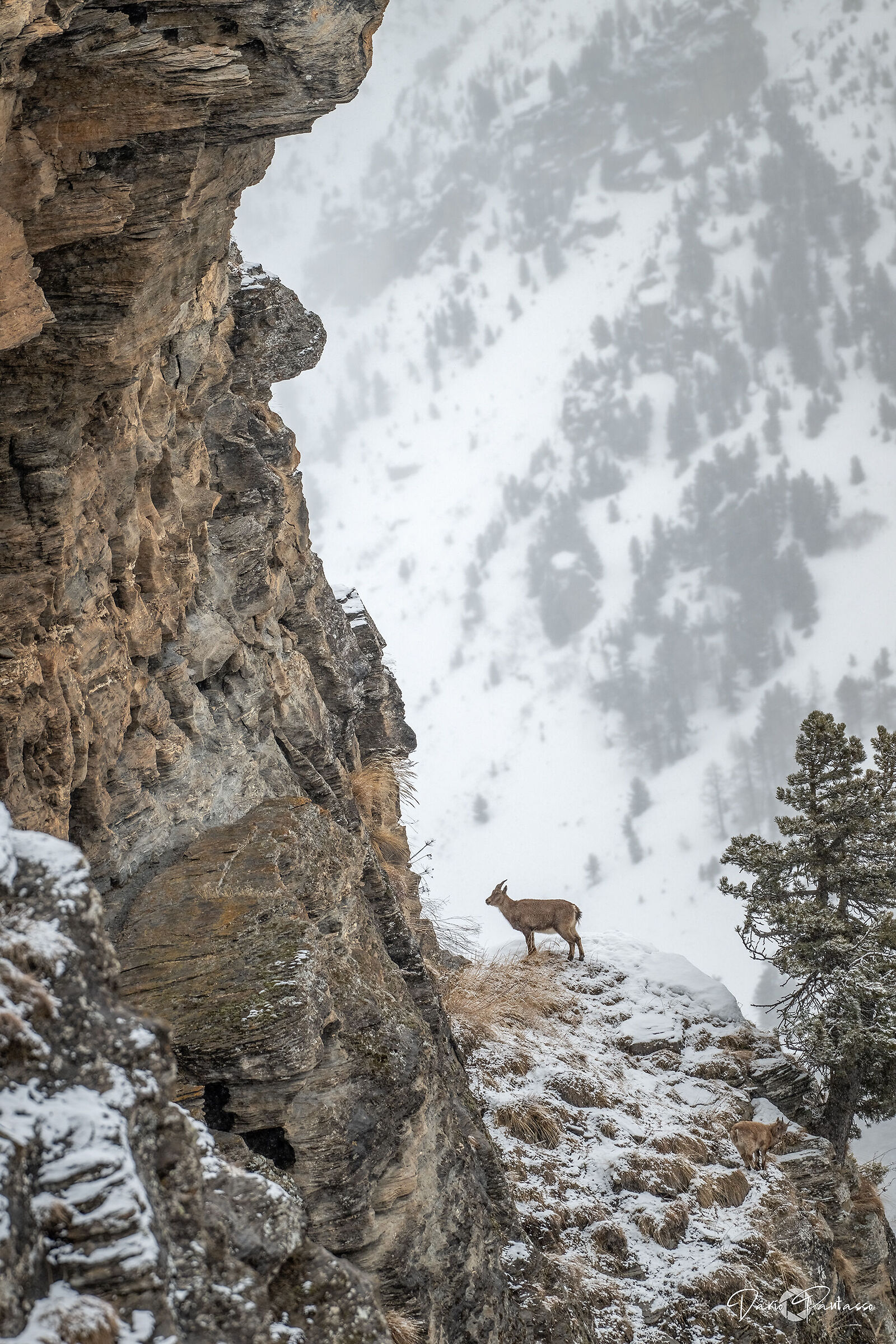 Rocks, snow and distant forests