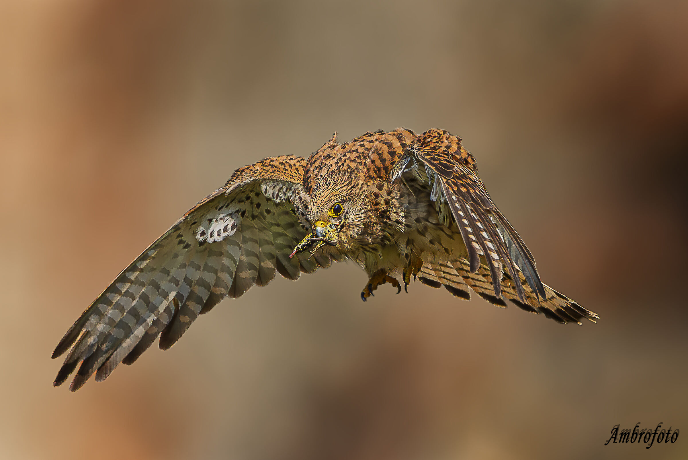Kestrel with prey