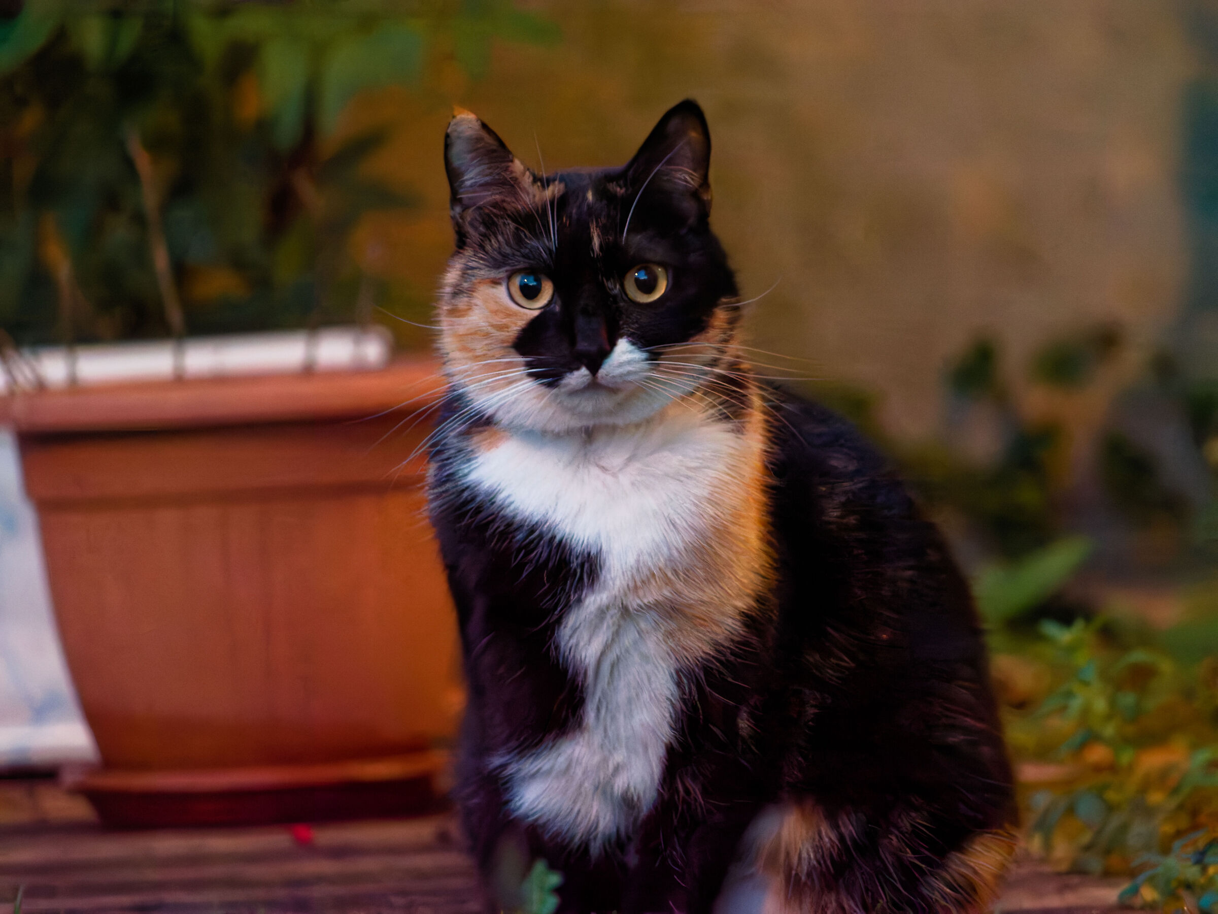 Crazy Cat