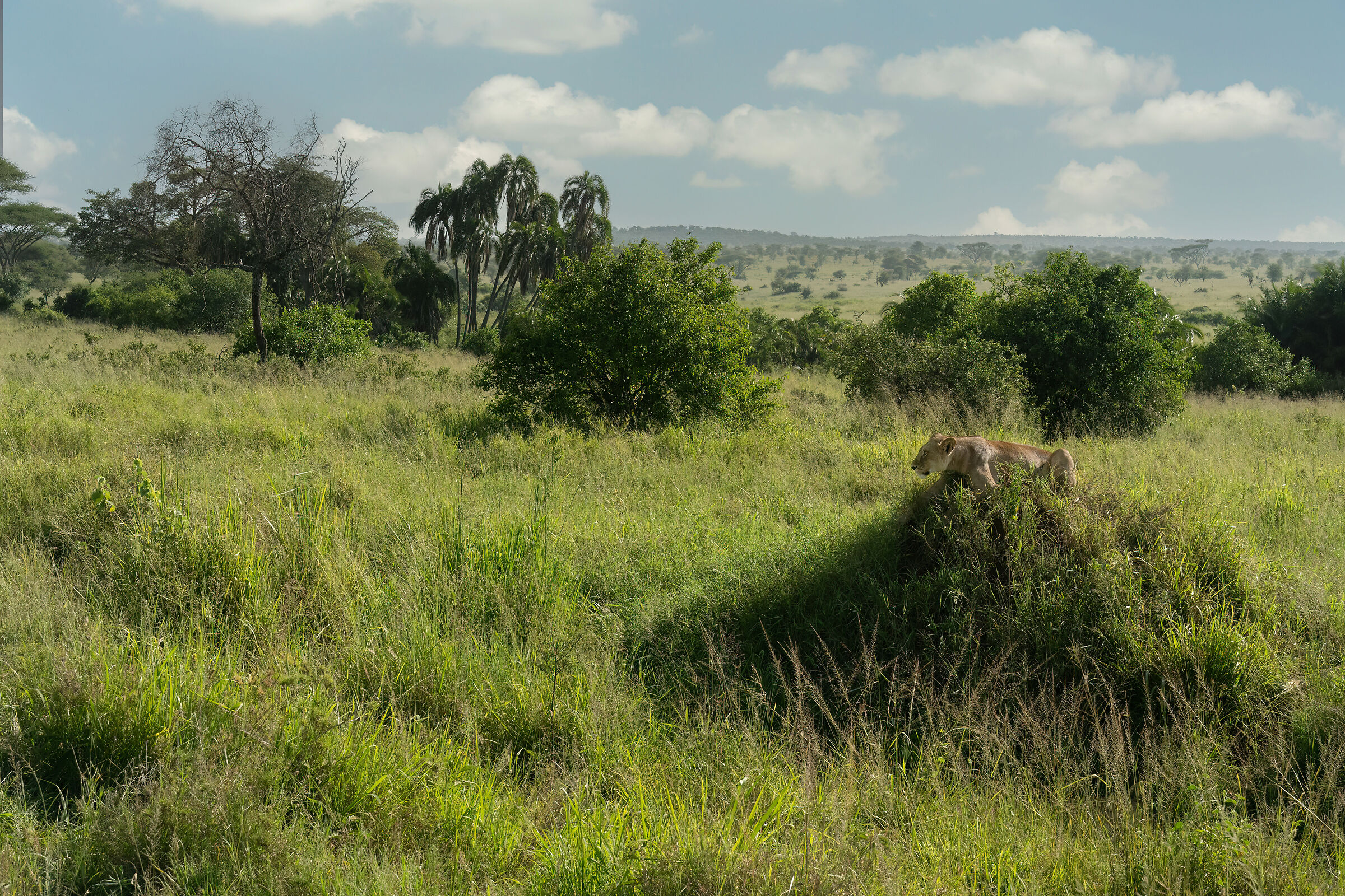 Occhi vigili nella savana