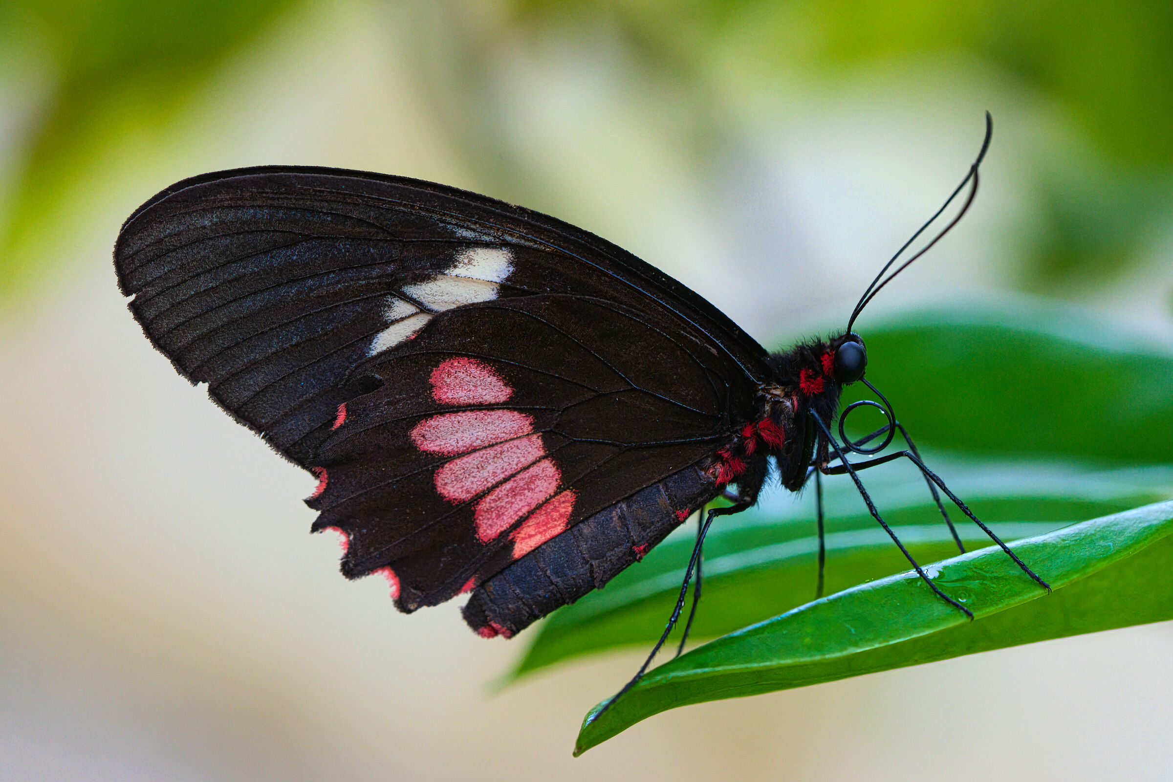 Papilio polytes