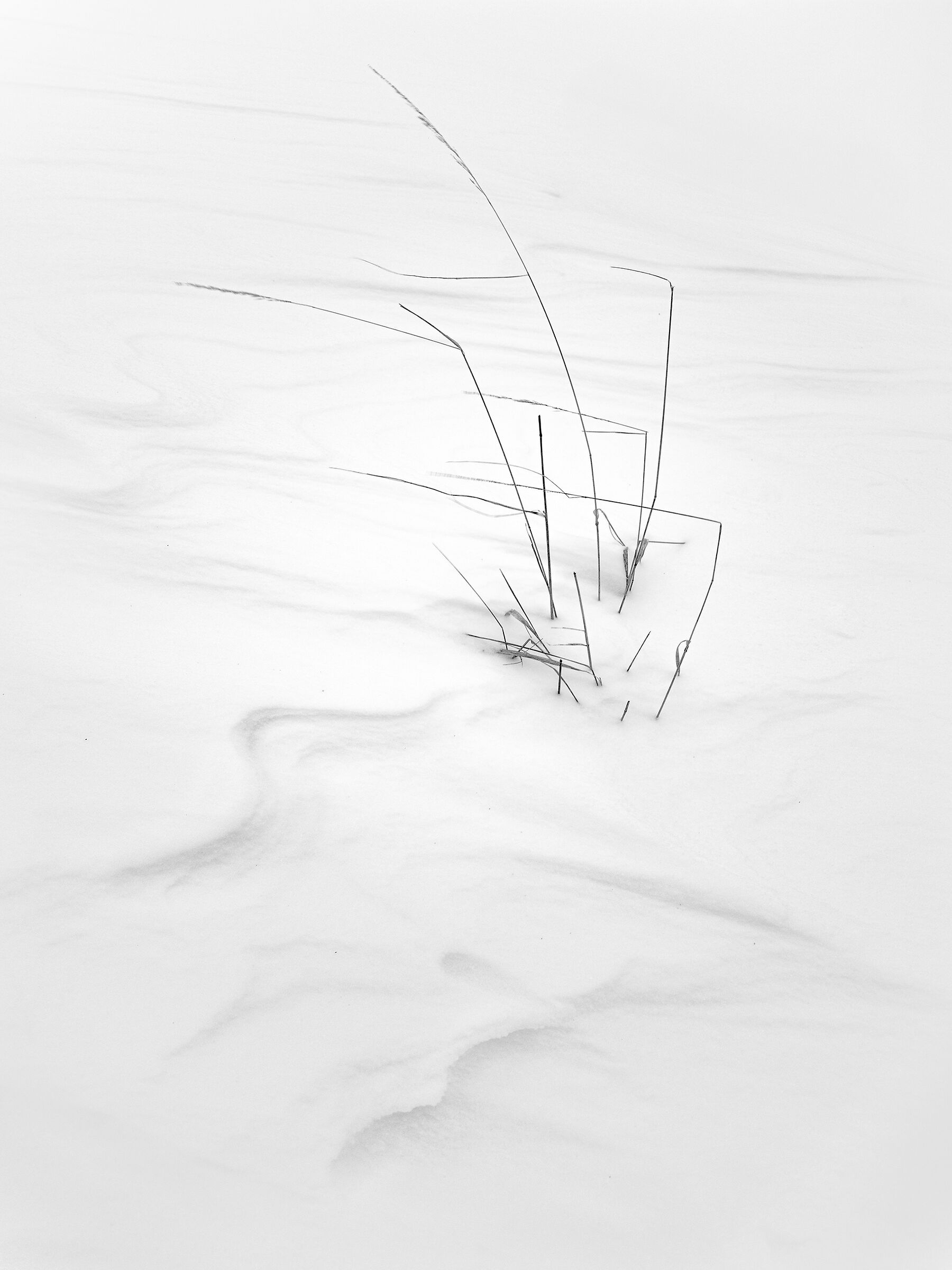 Linee Bianche