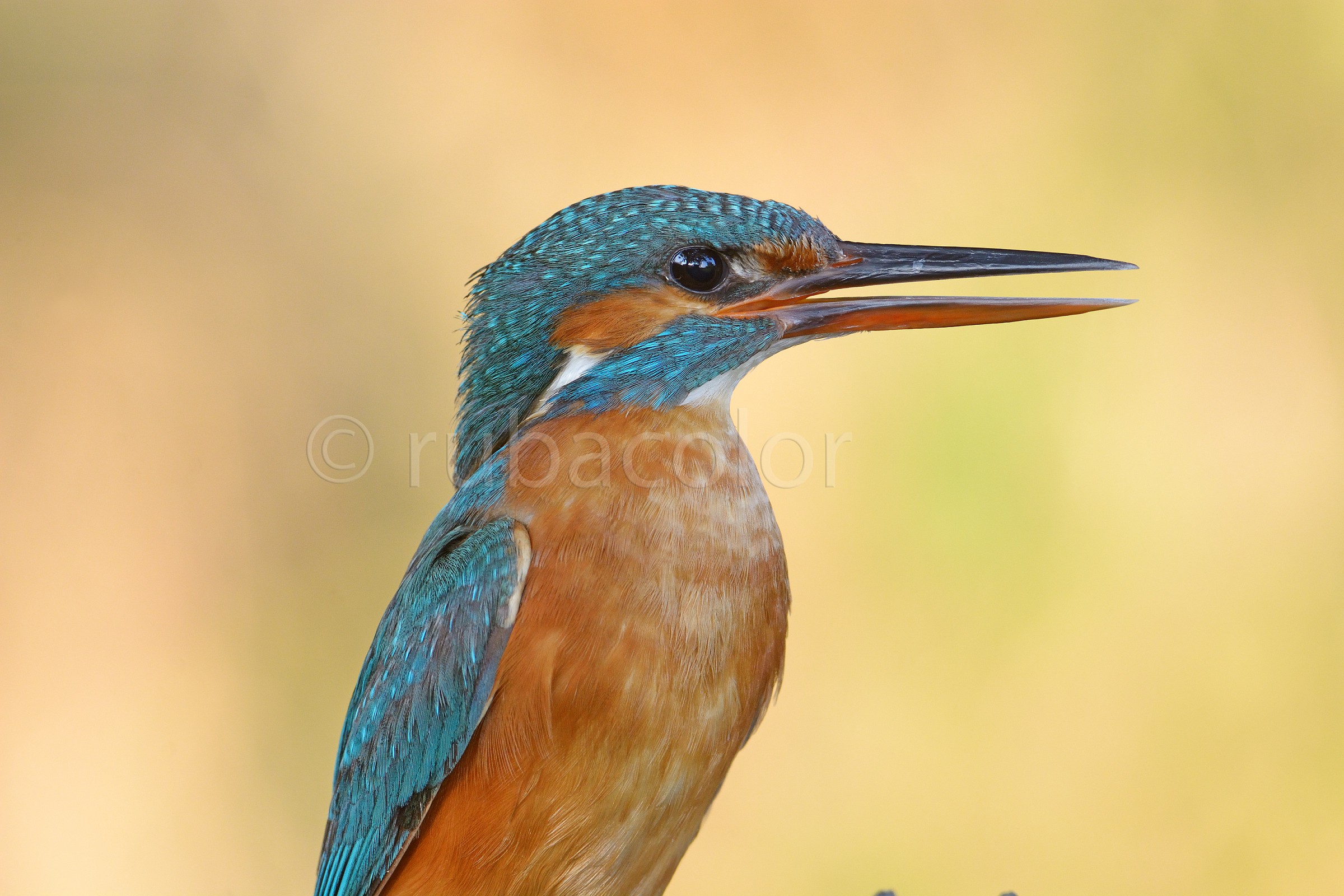 Michela chiama filippo