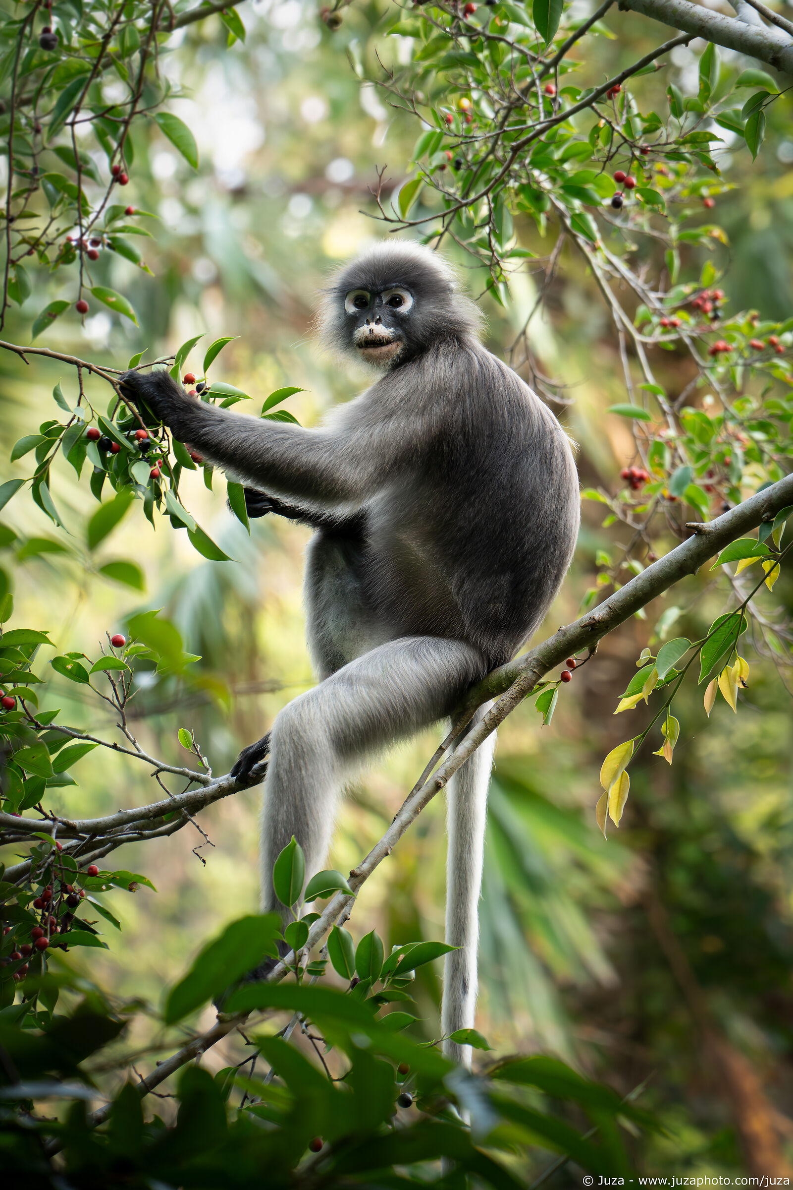 Trachypithecus obscurus