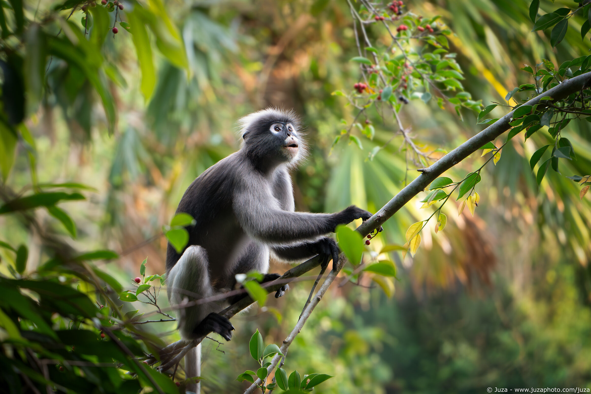 Trachypithecus obscurus
