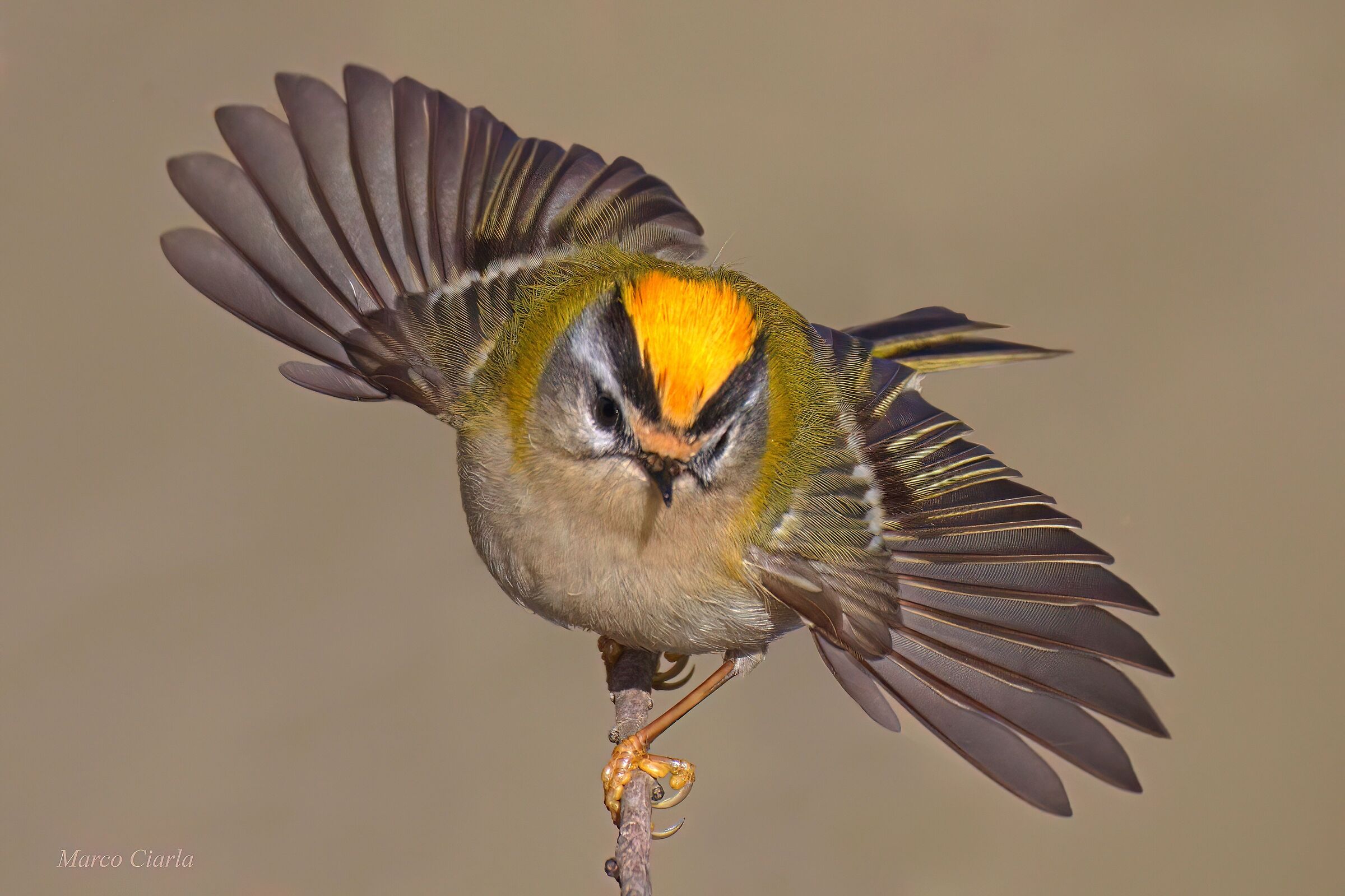 Eurasian Flower (Regulus ignicapilla)