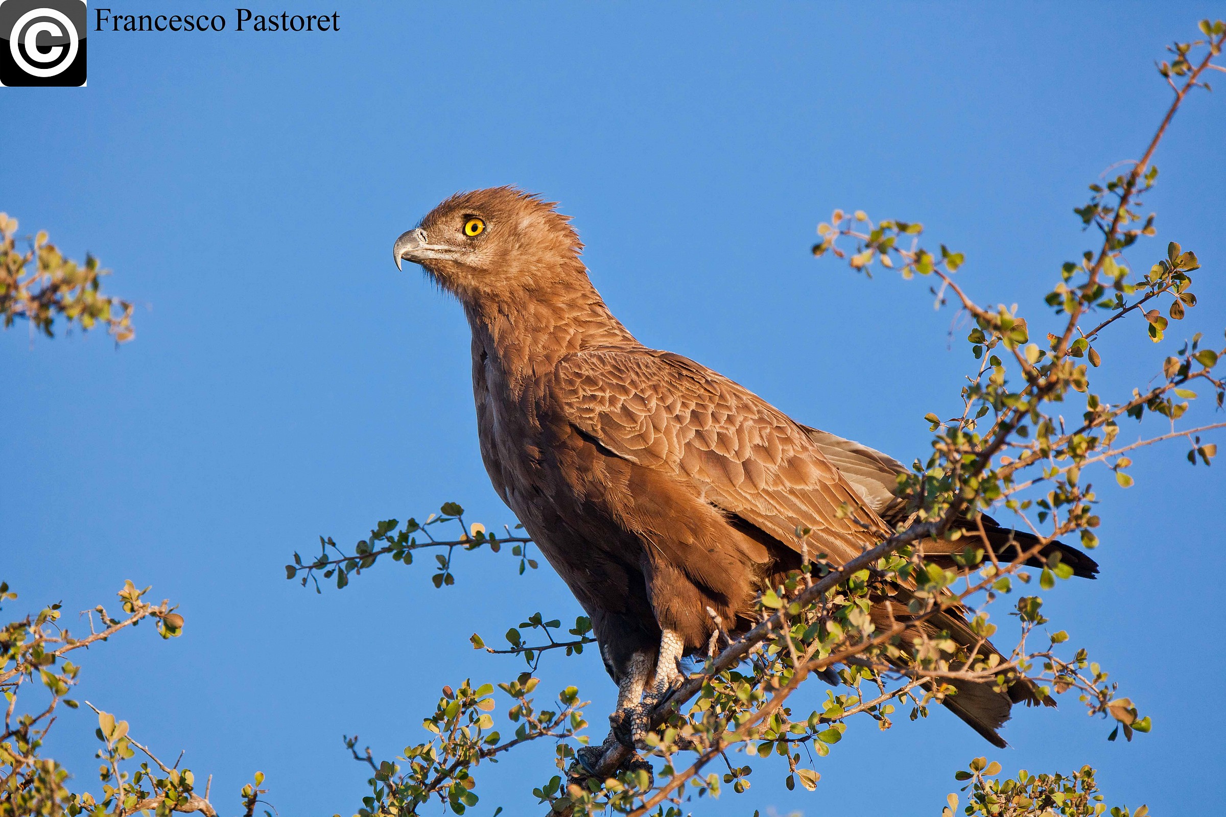 Brown Snake Eagle