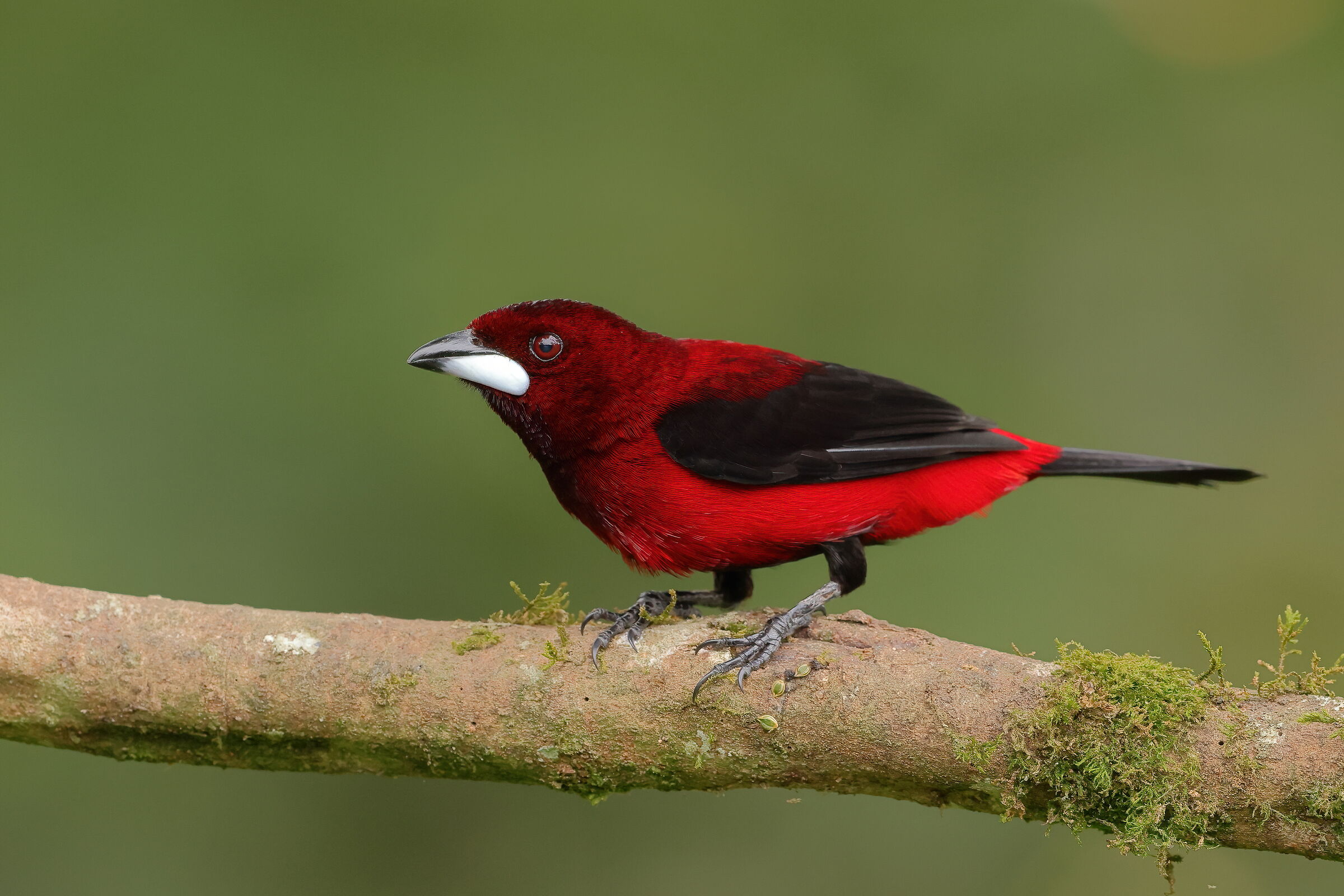 Un mantello di velluto rosso cremisi