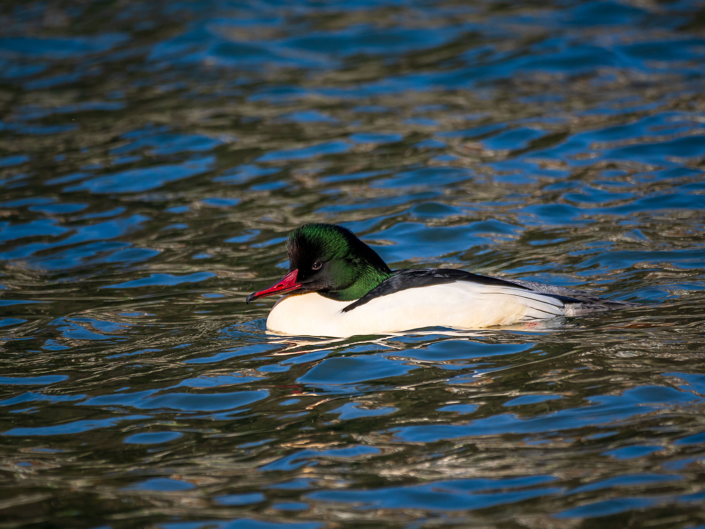 Merganser...
