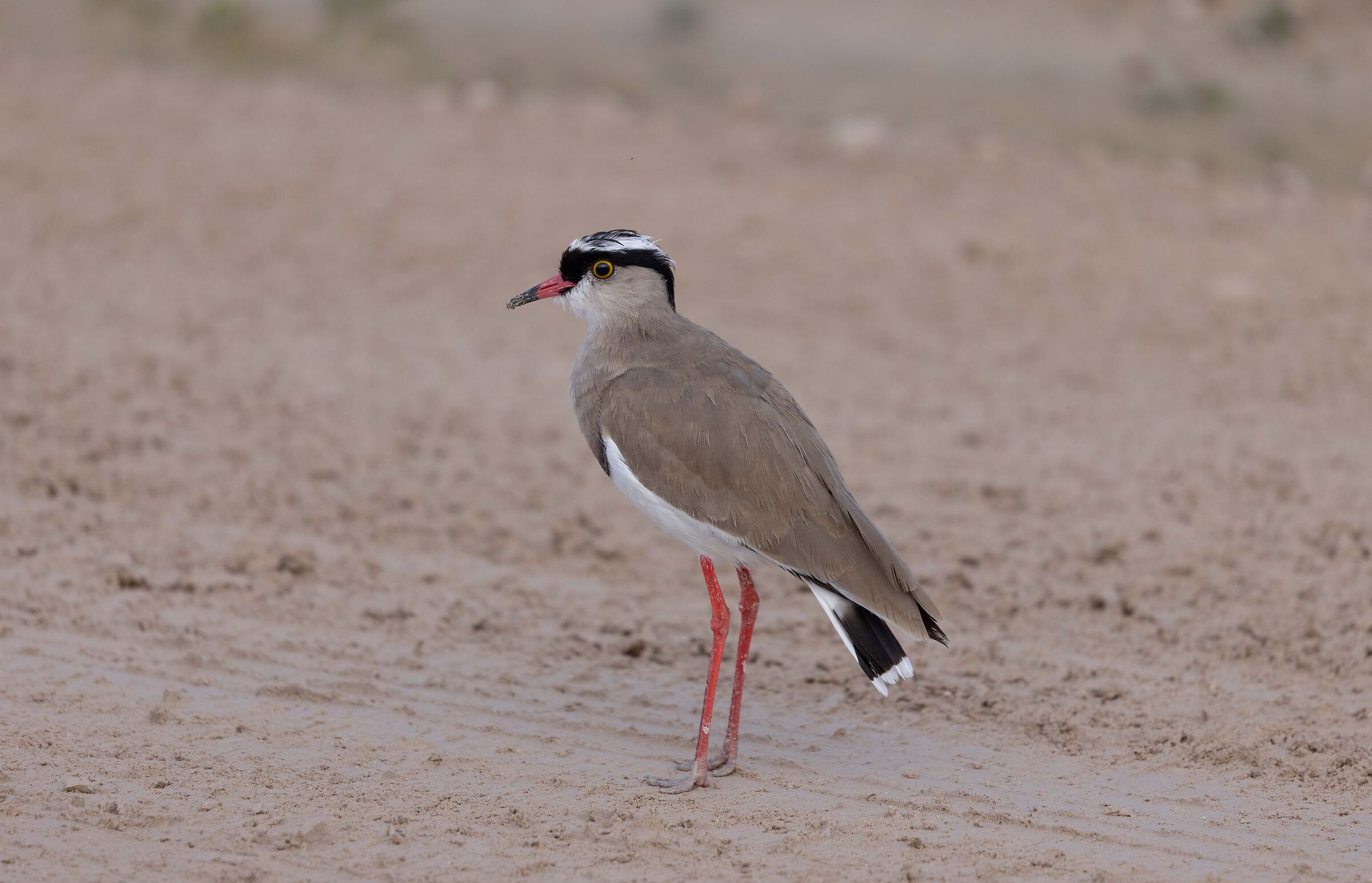 Crowned lapwing