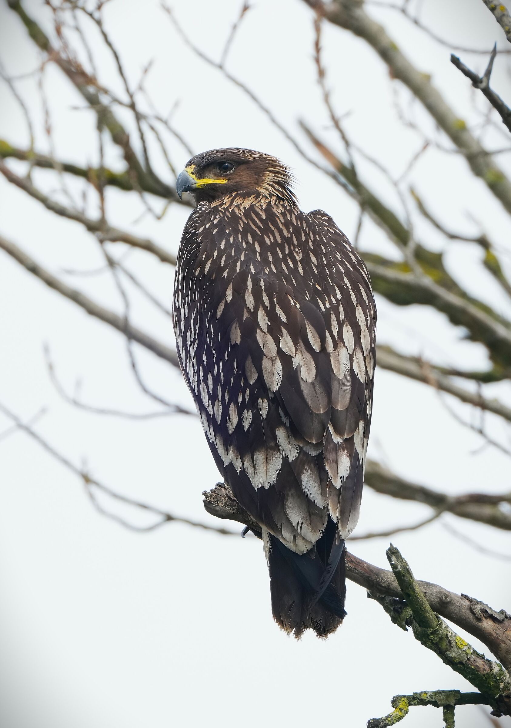 Greater spotted eagle, young