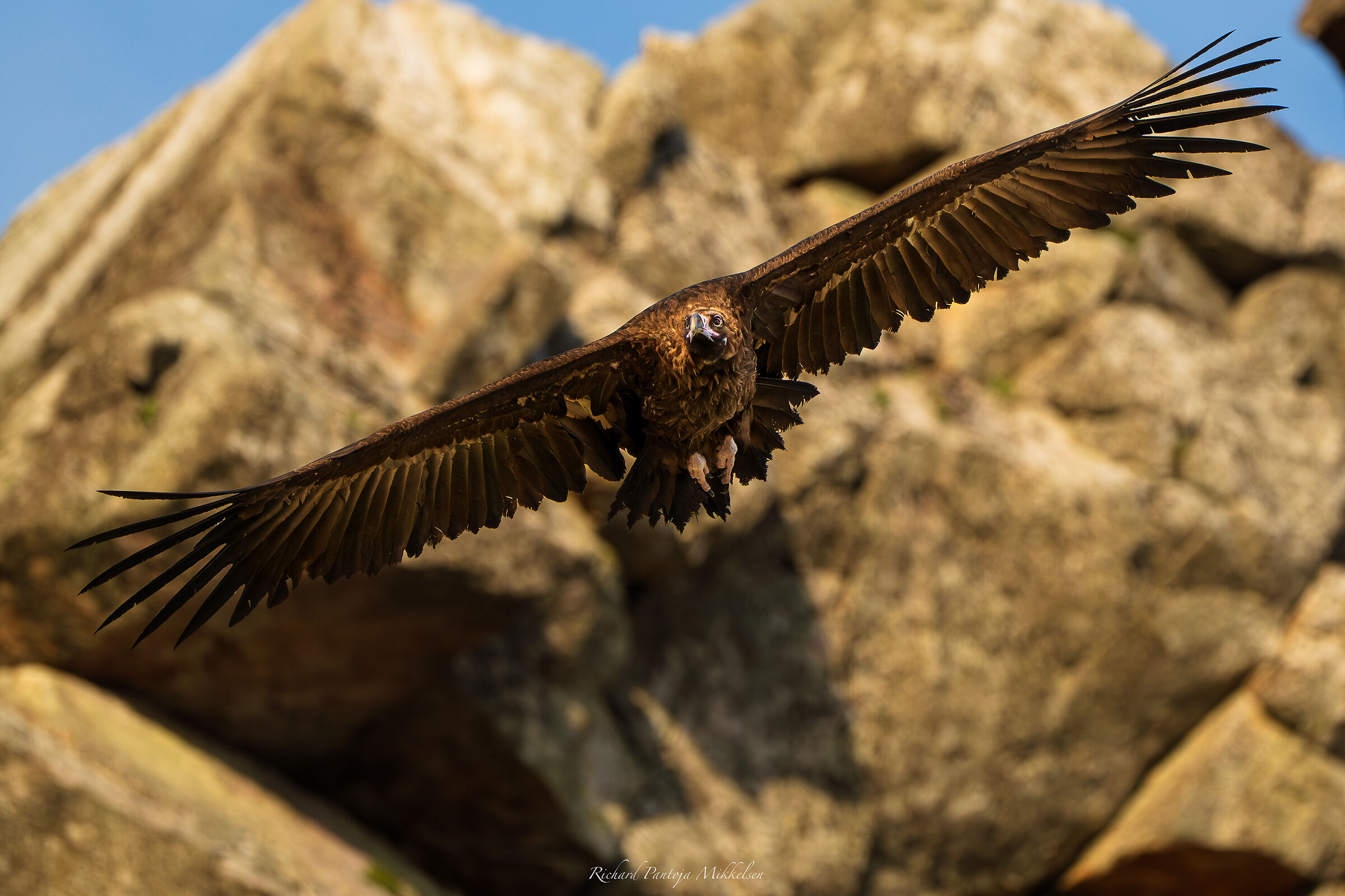 Monk Vulture