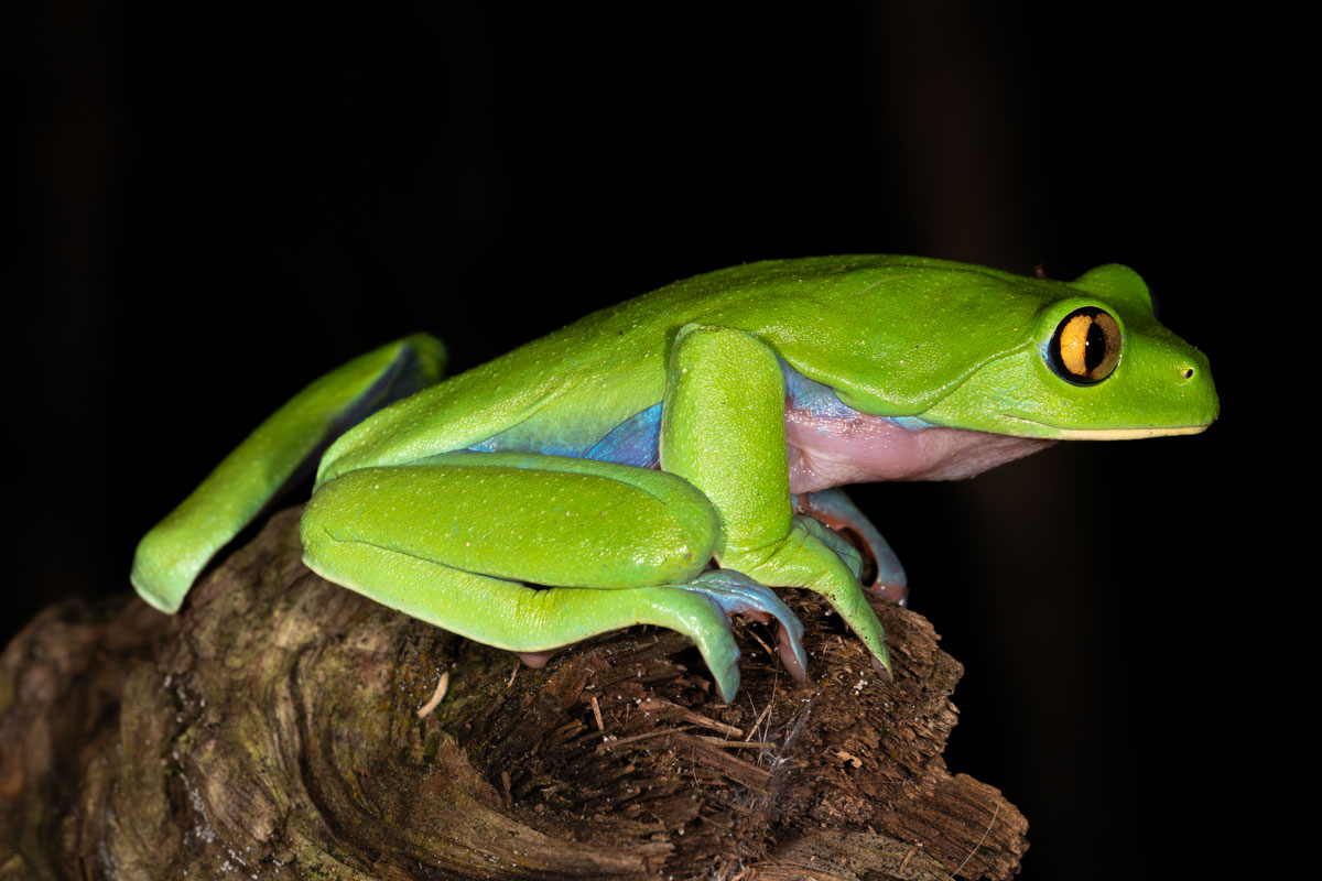 Rana foglia dagli occhi arancioni