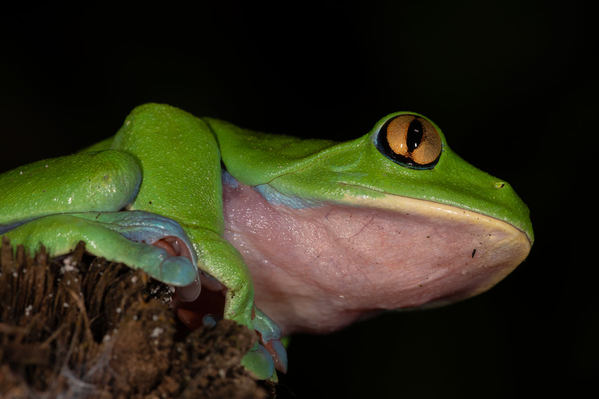 Rana foglia dagli occhi arancioni