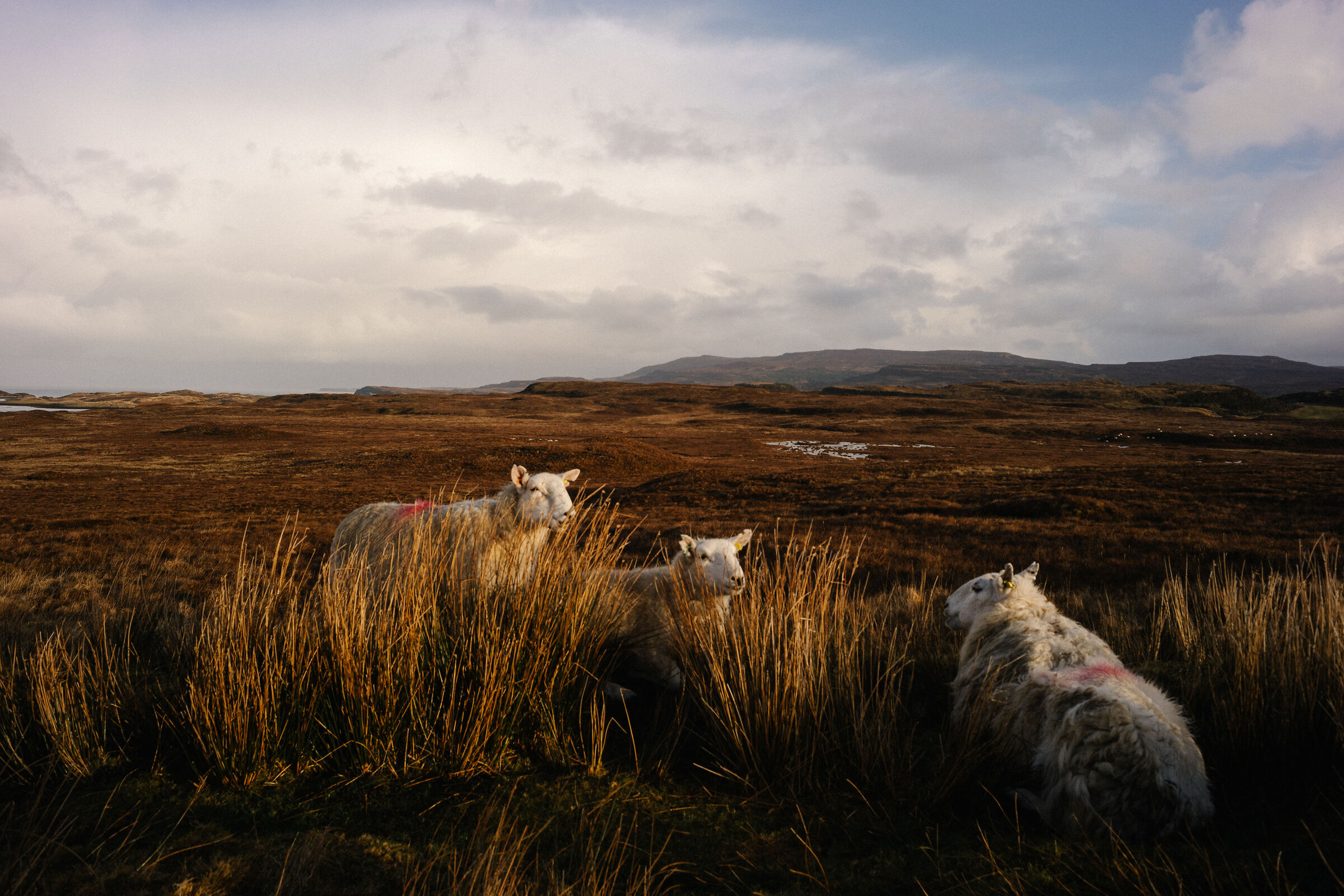 Painted sheep