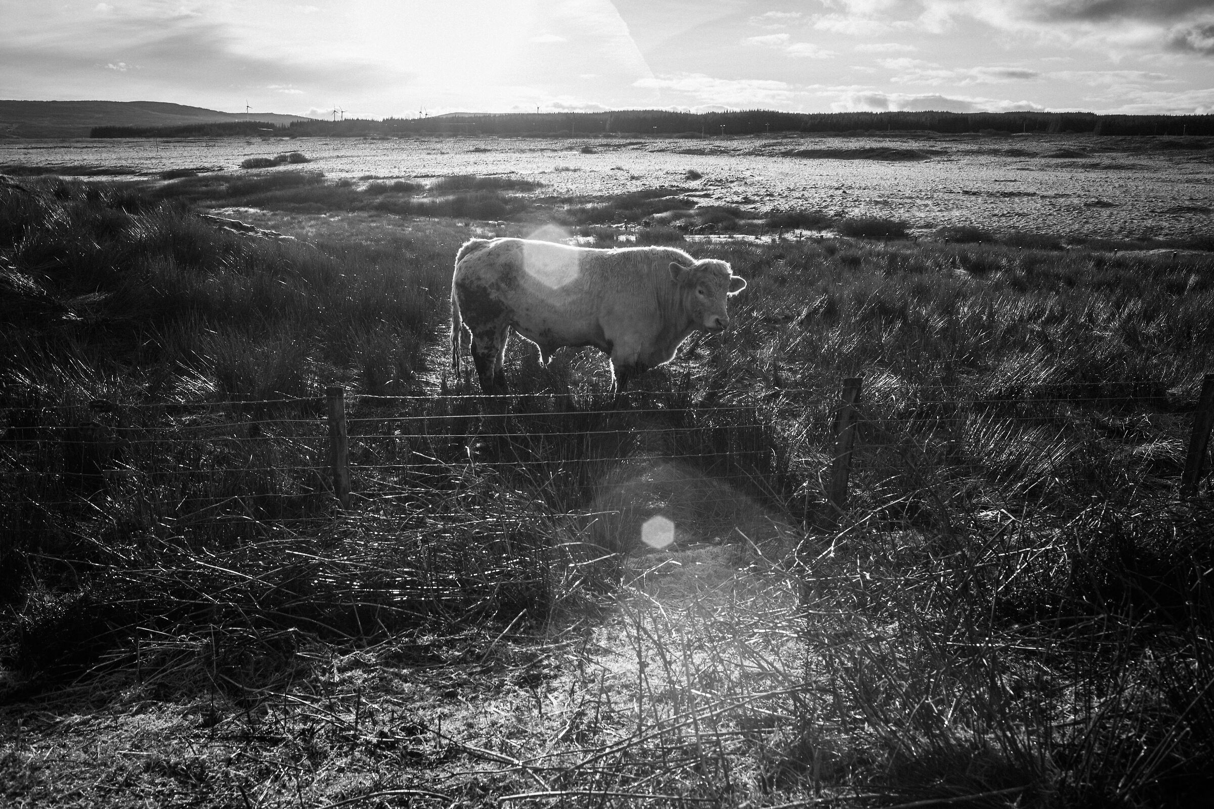 Cow backlit