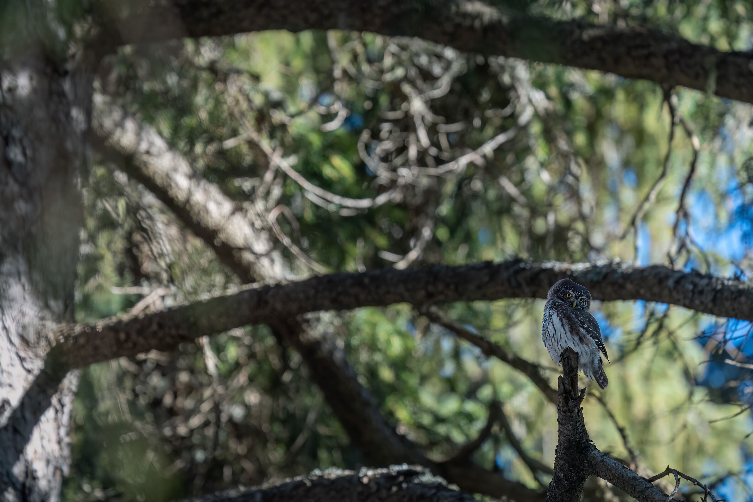 Civetta nana nella pecceta