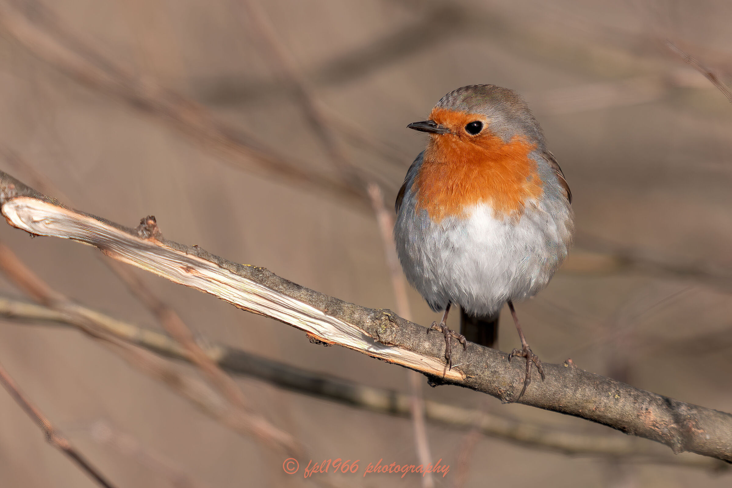 Robin