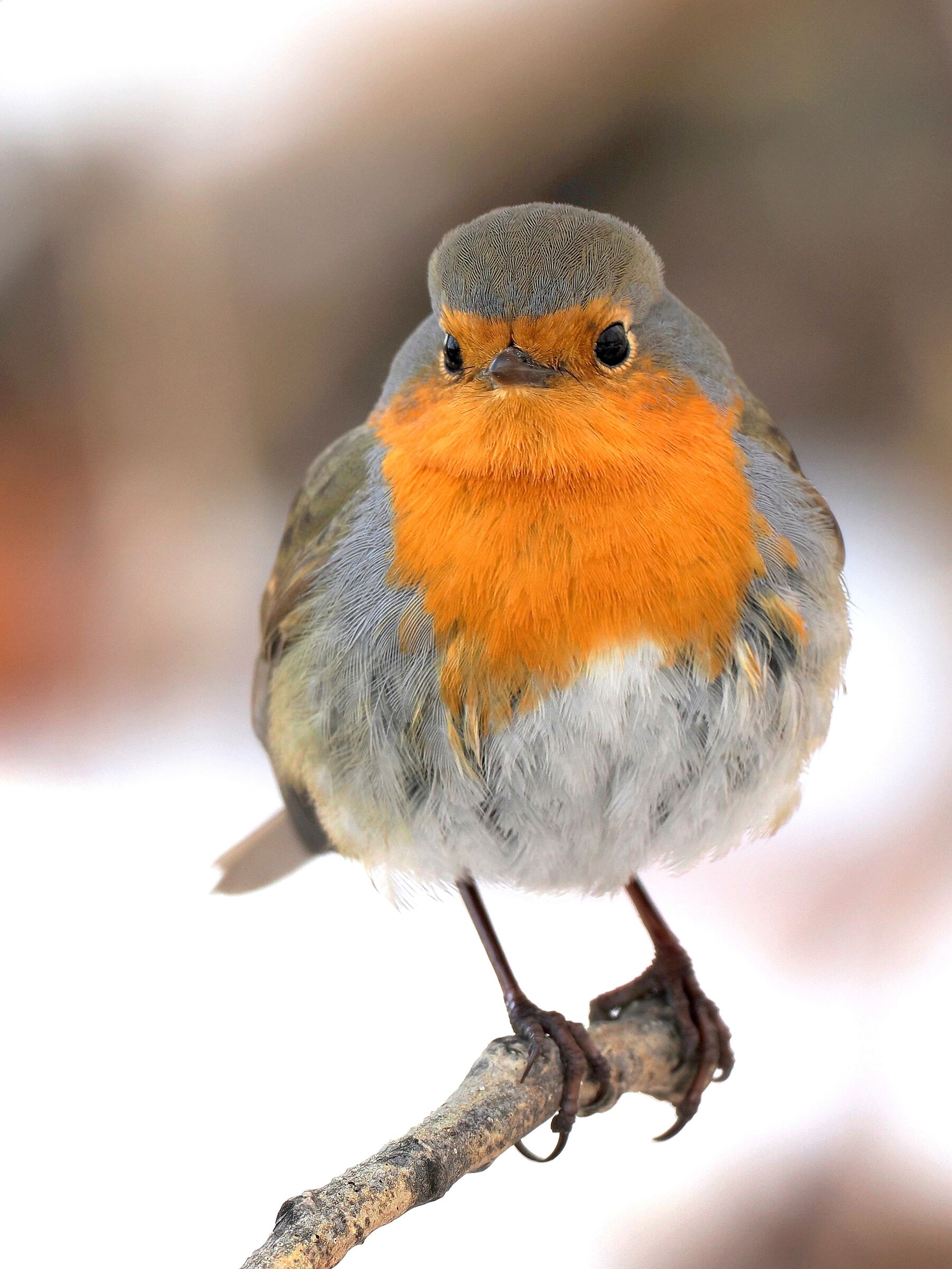 Robin (Erithacus rubecula_?????????)