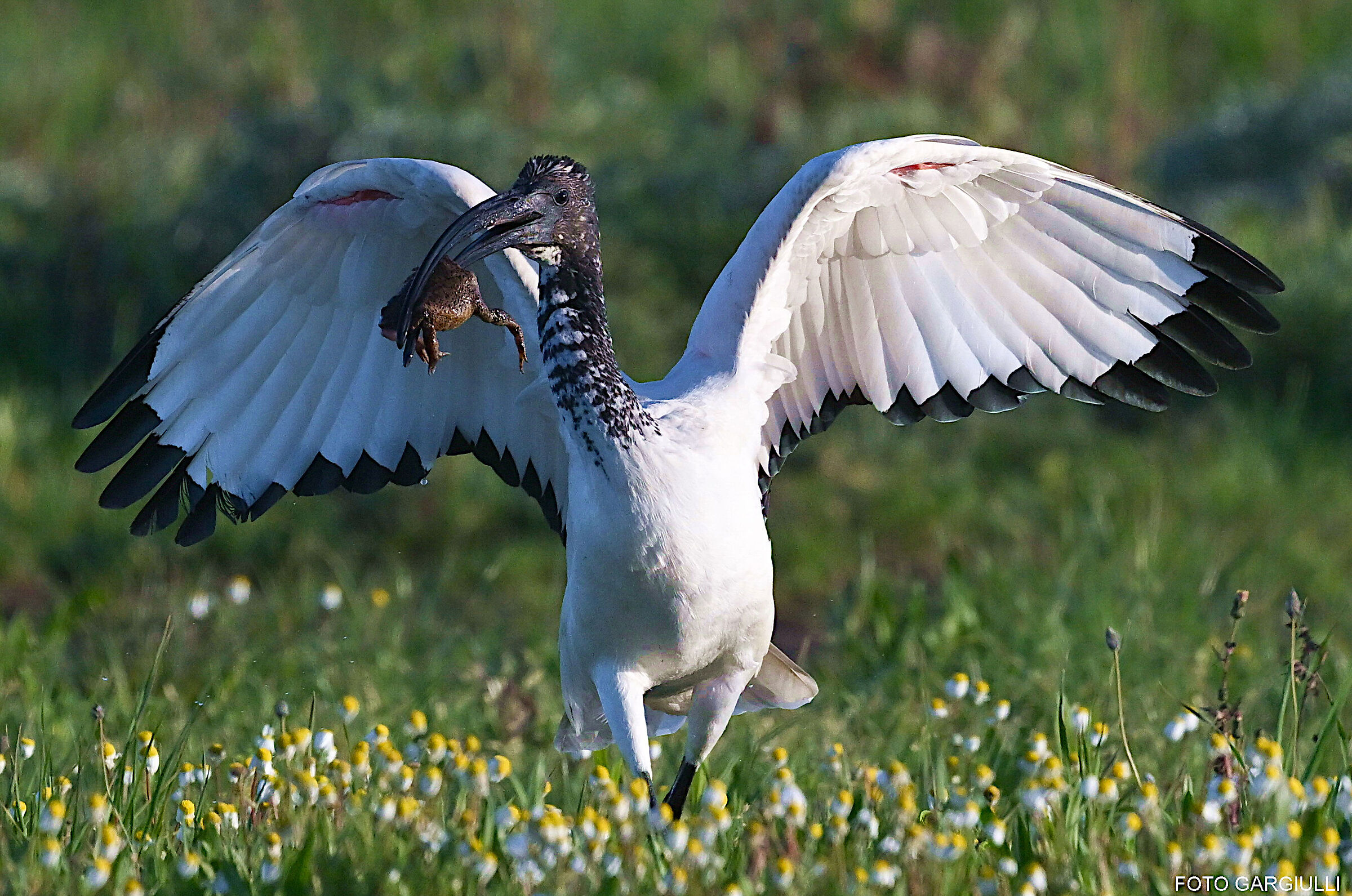 Sacred Ibis with prey