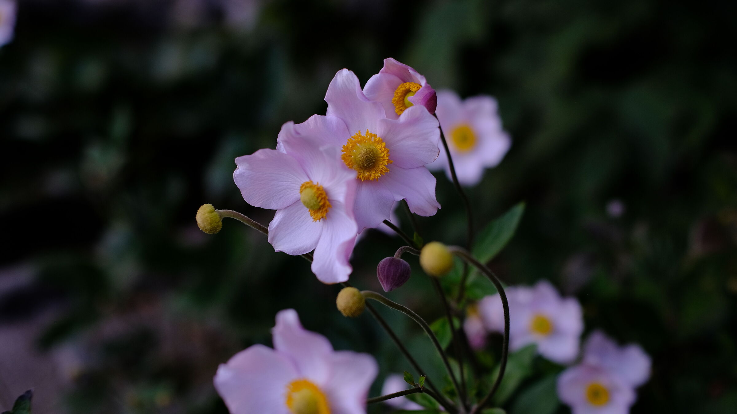 Anemone tomentosa