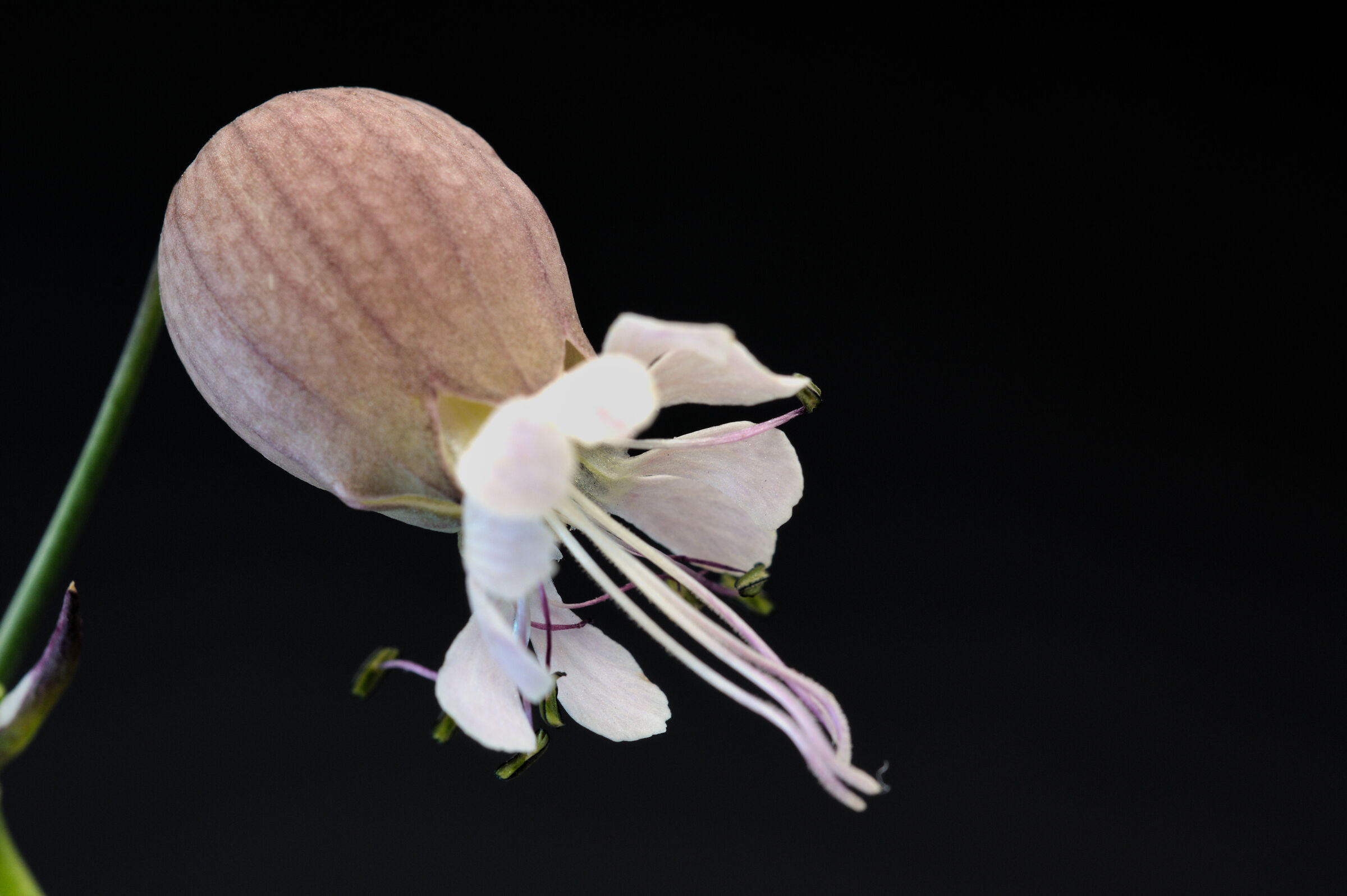 Silene Flower