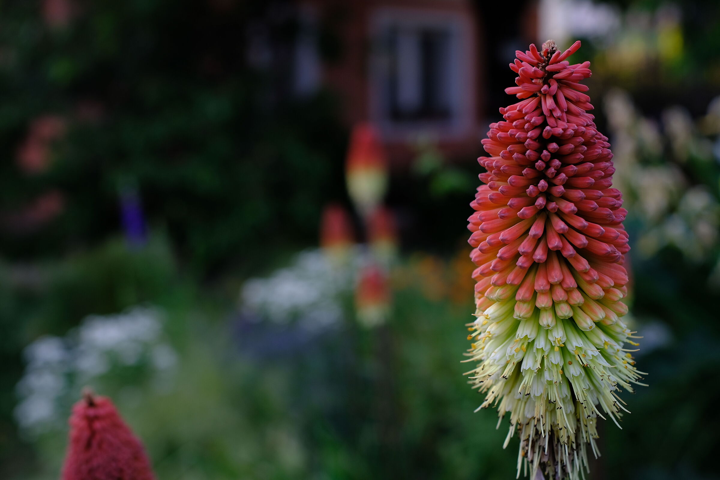 Kniphofia uvaria