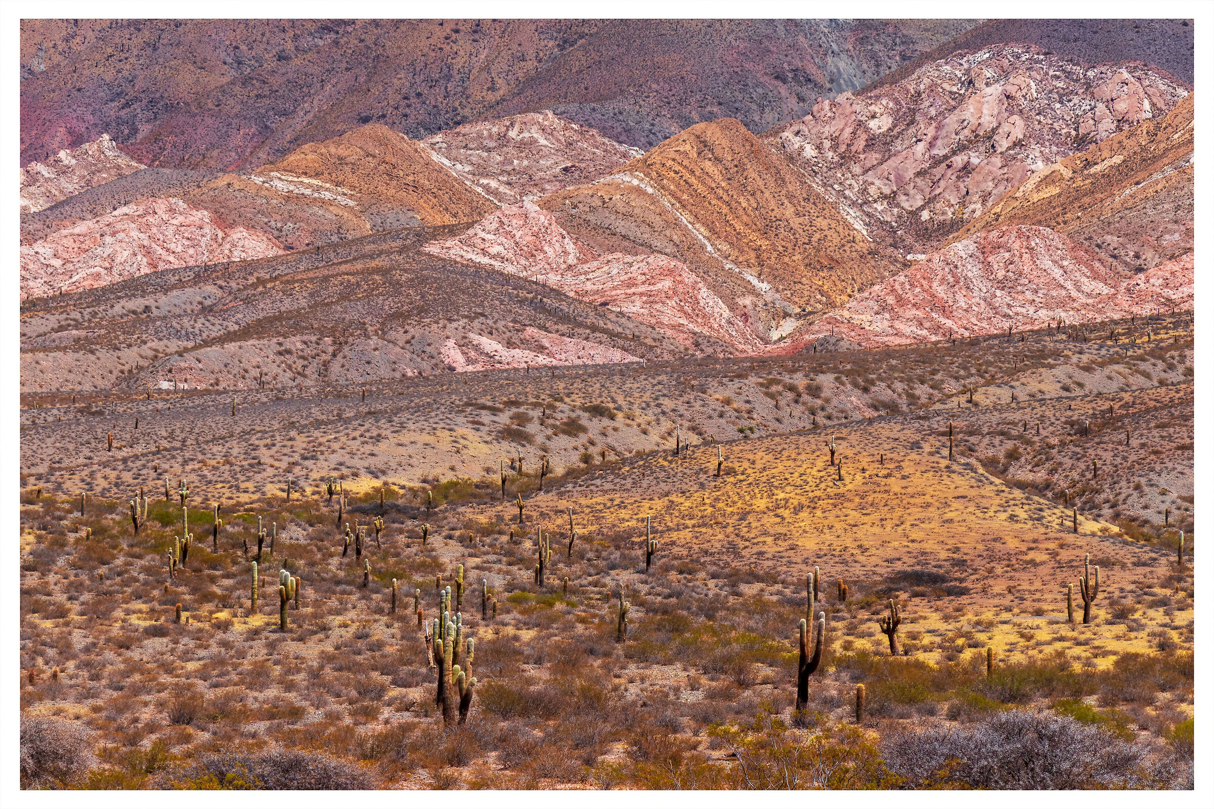 Parque Nacional los Cardones