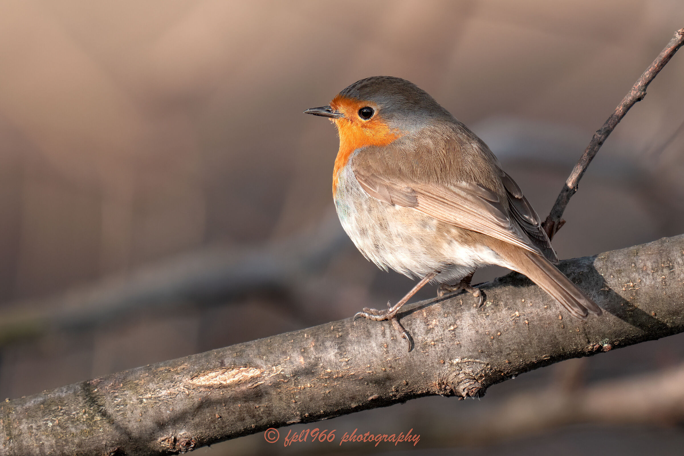 Robin on Lake Maggiore