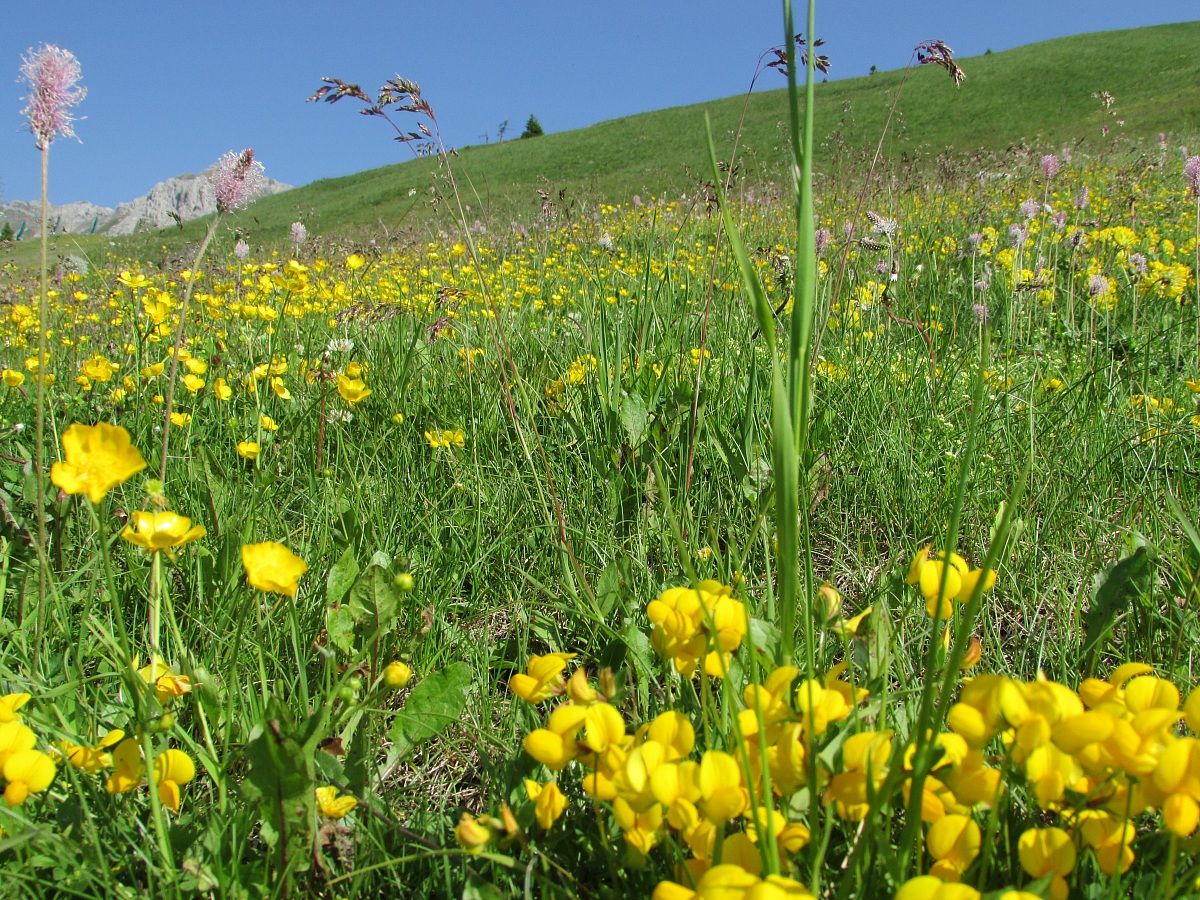 Passo San Pellegrino