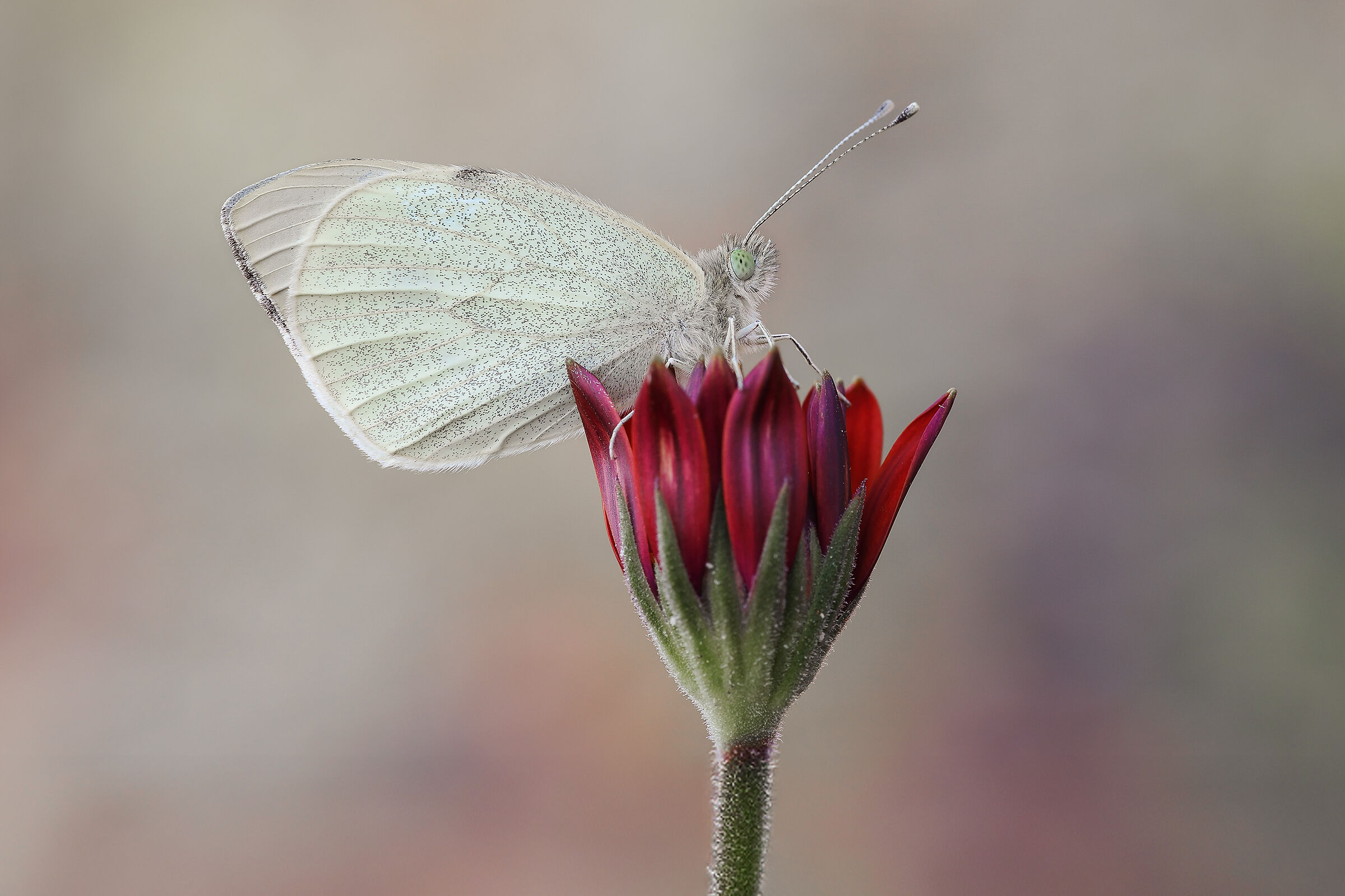 Pieris brasicae
