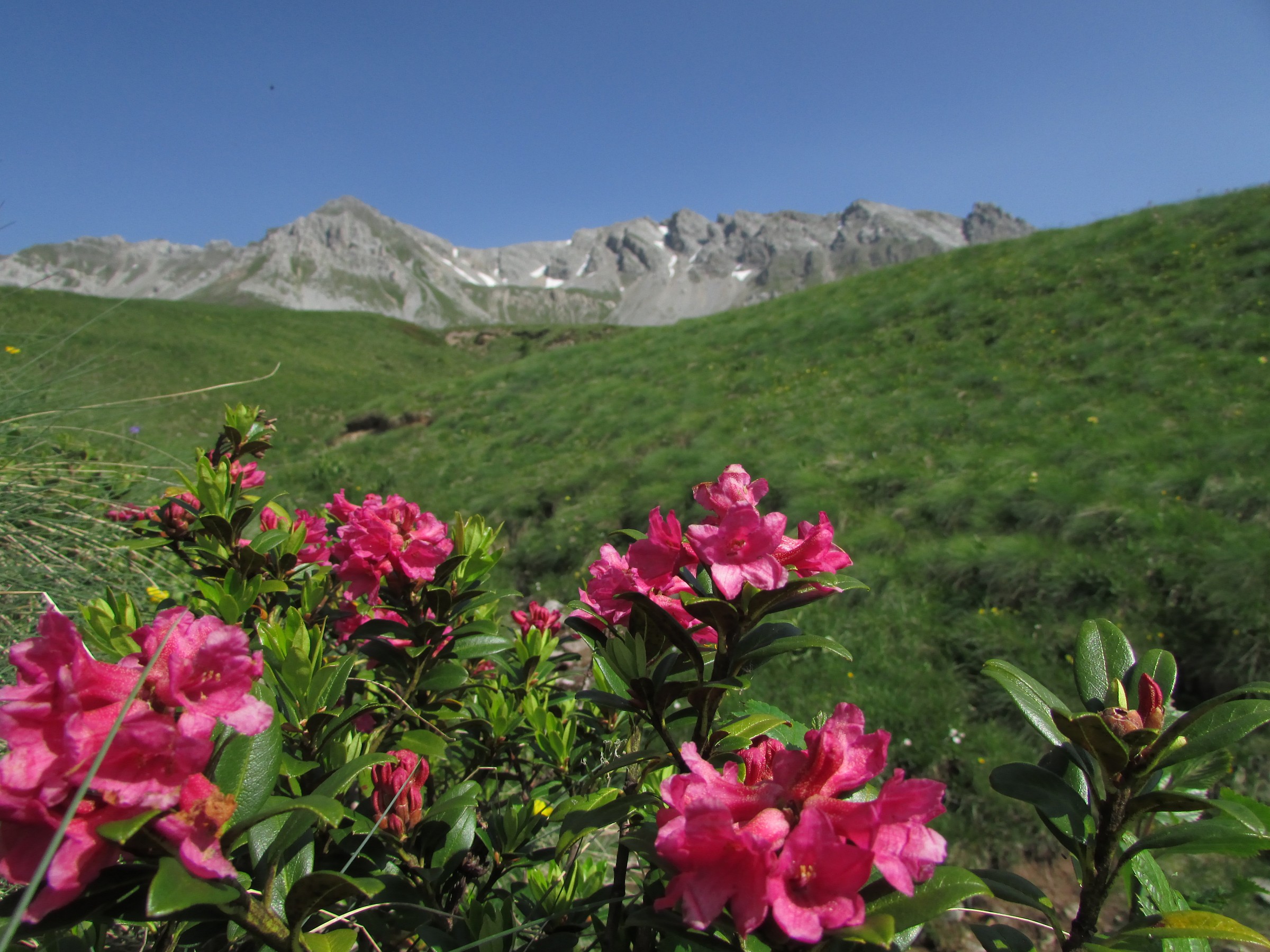 Gruppo Cima Uomo con rododendri al Passo San Pellegrino