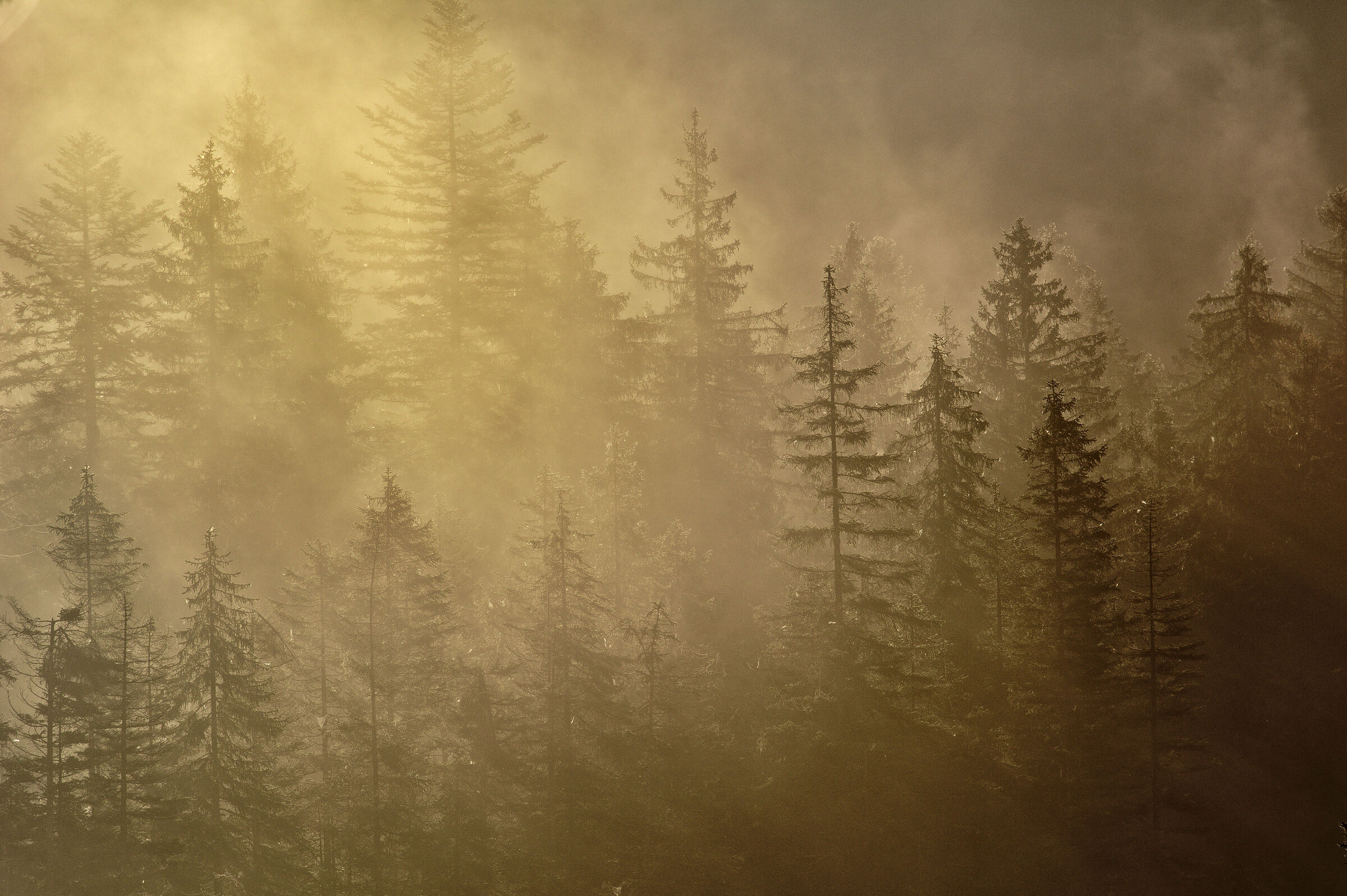 Morning fog