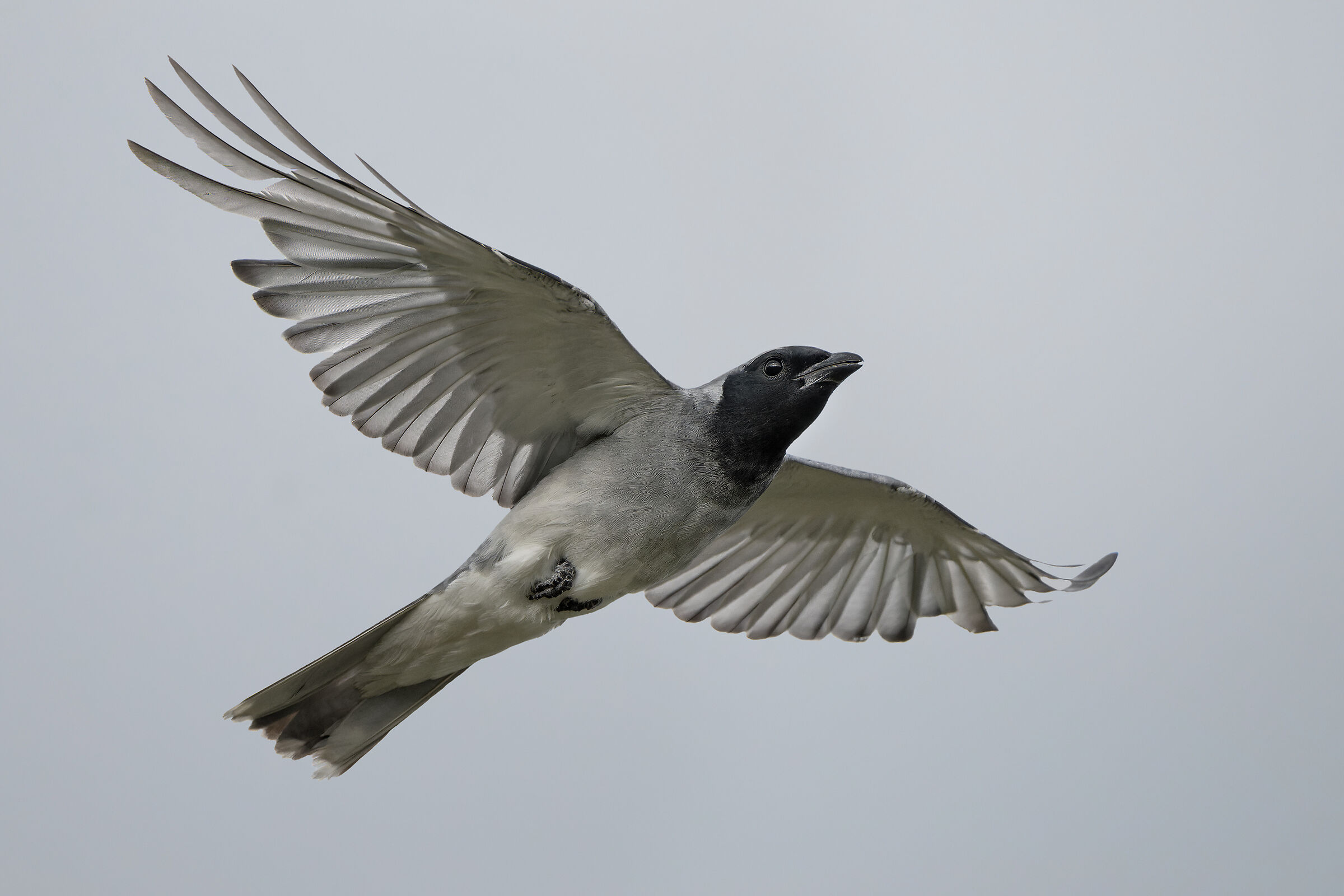 Averla cuculo faccianera (Coracina Novaehollandiae)