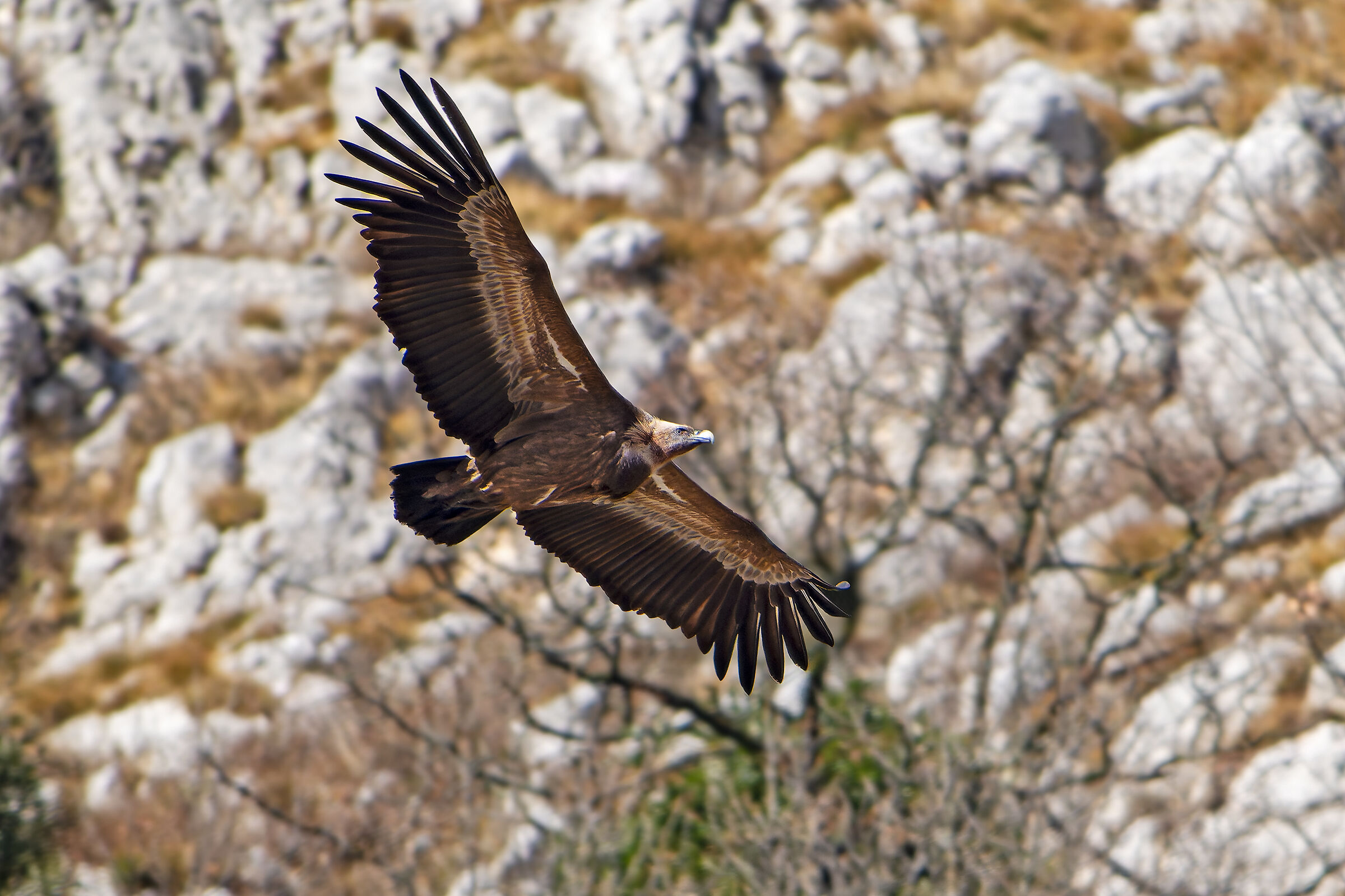 Griffin