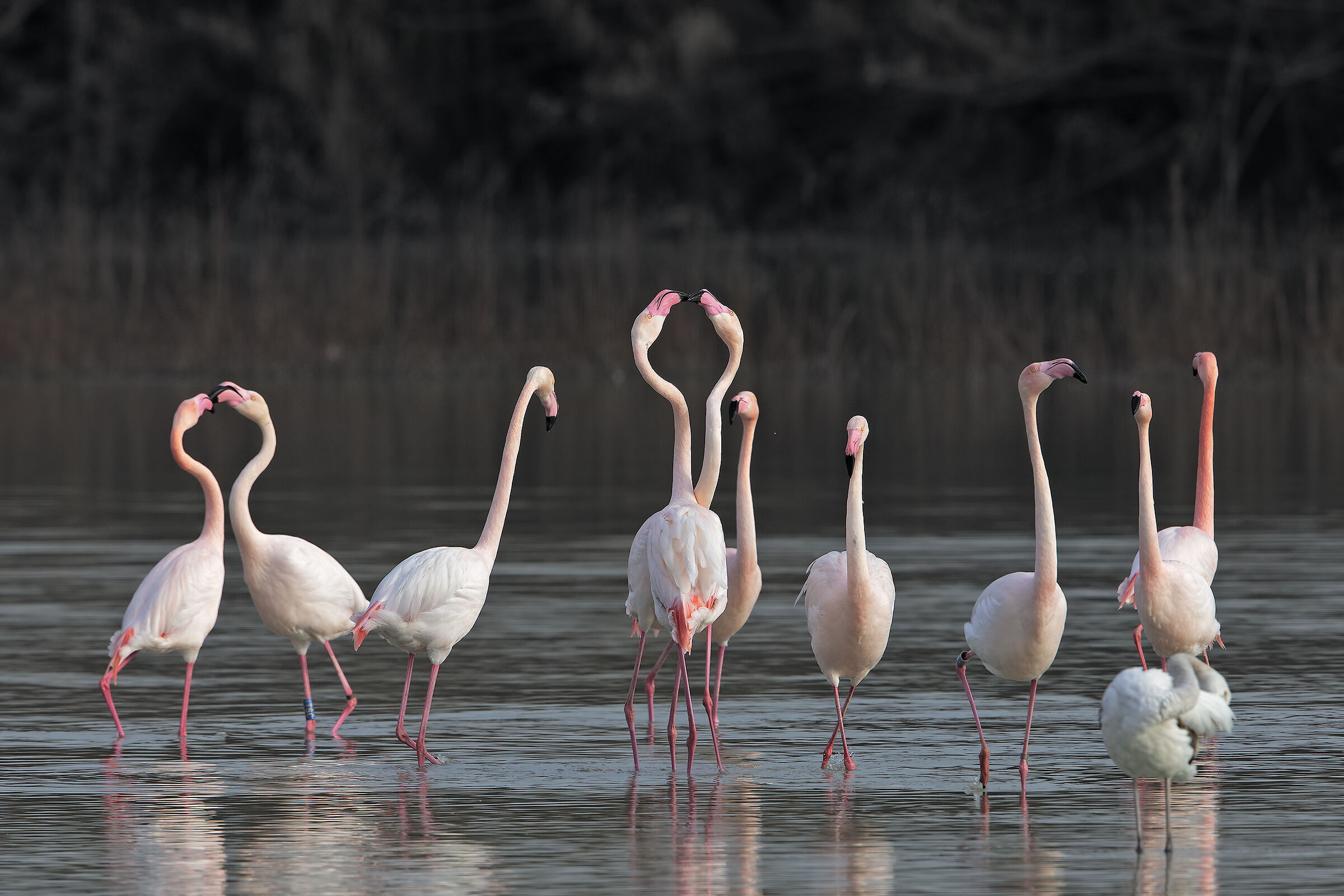 Dance at sunset