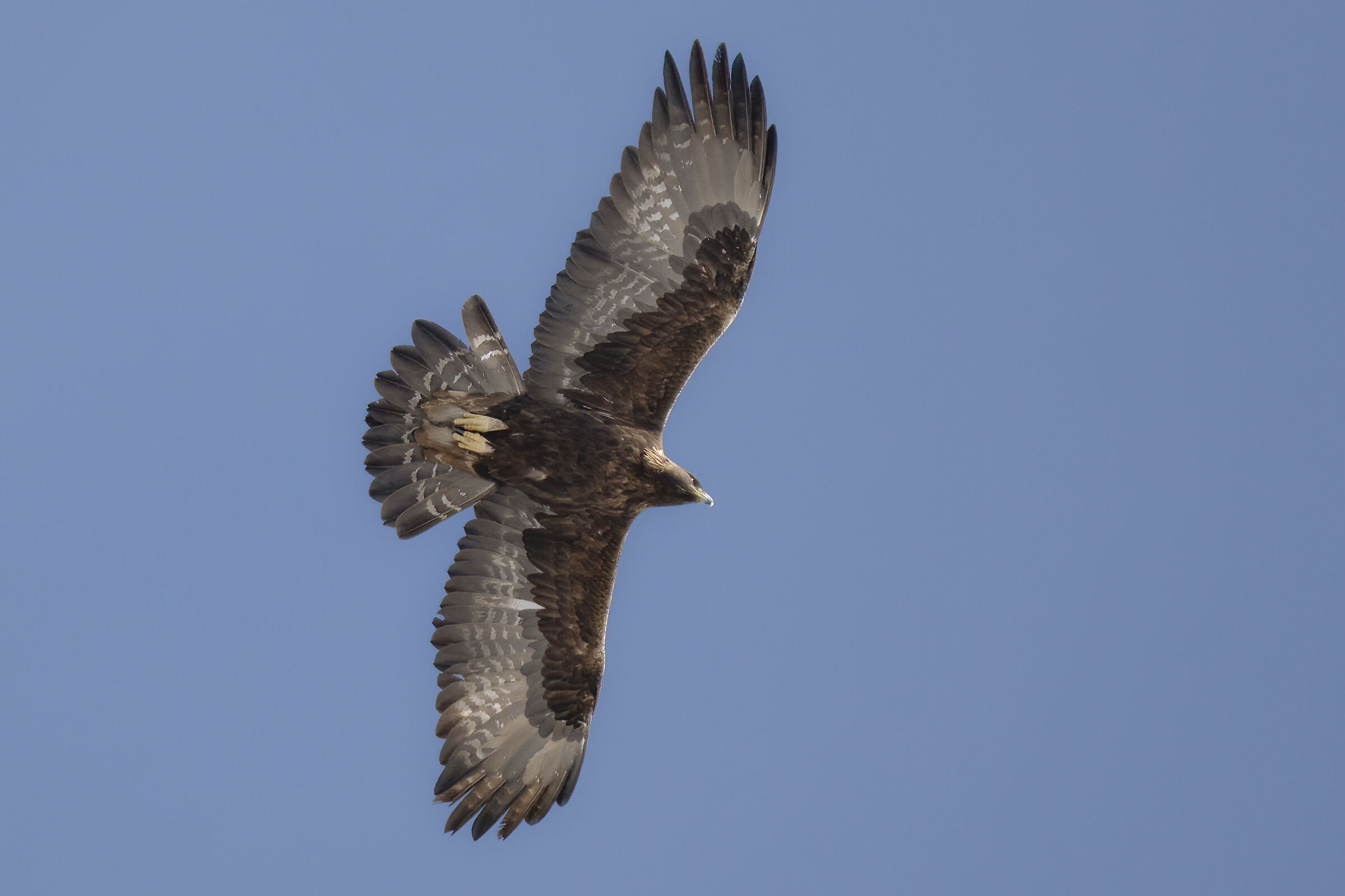 Golden Eagle