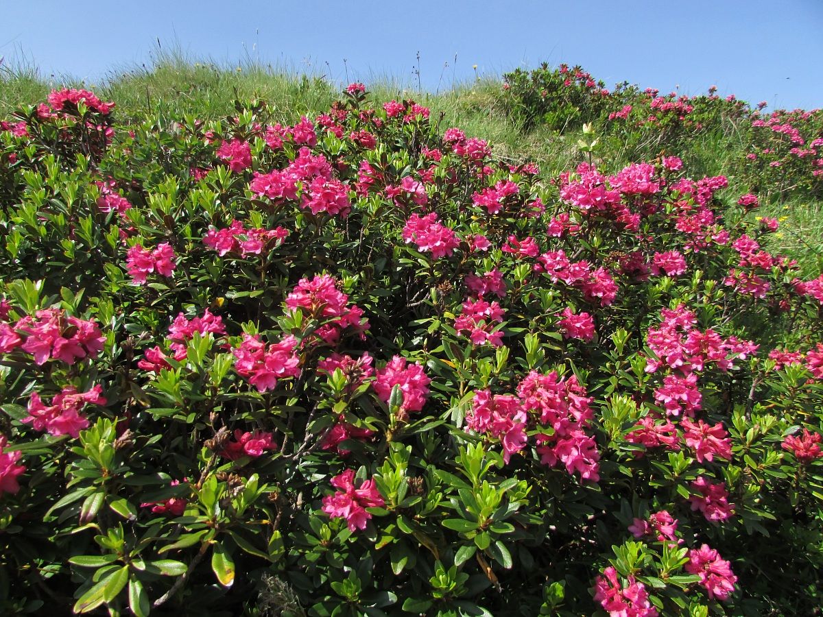 Distese di rododendri